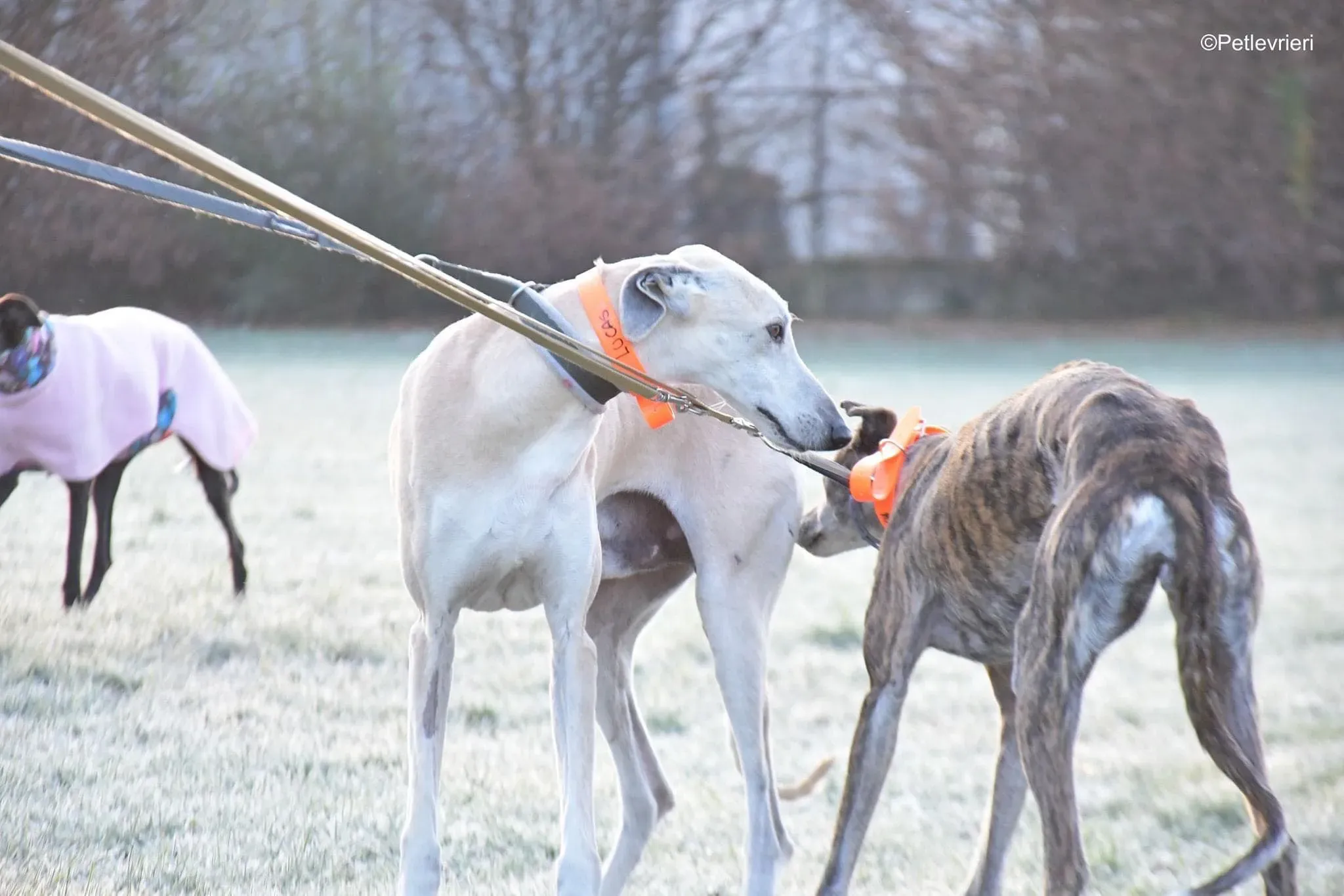 Lucas adozione levrieri galgo foster cane 02