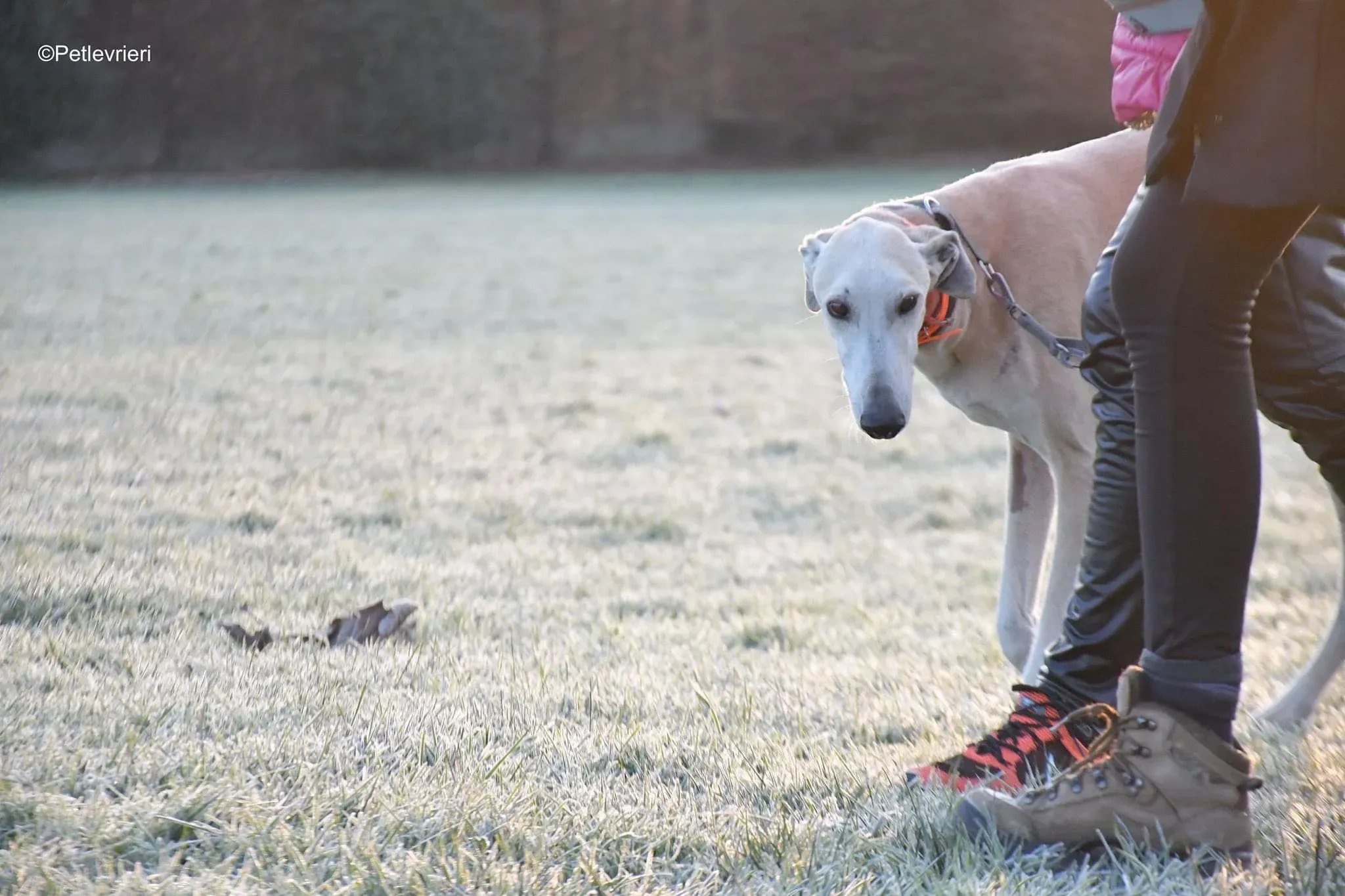 Lucas adozione levrieri galgo foster cane 03