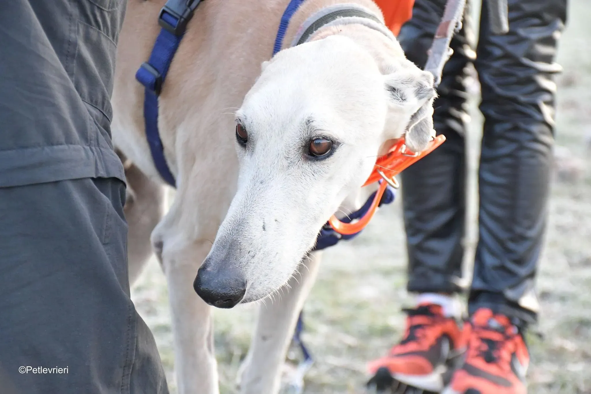 Lucas adozione levrieri galgo foster cane 04