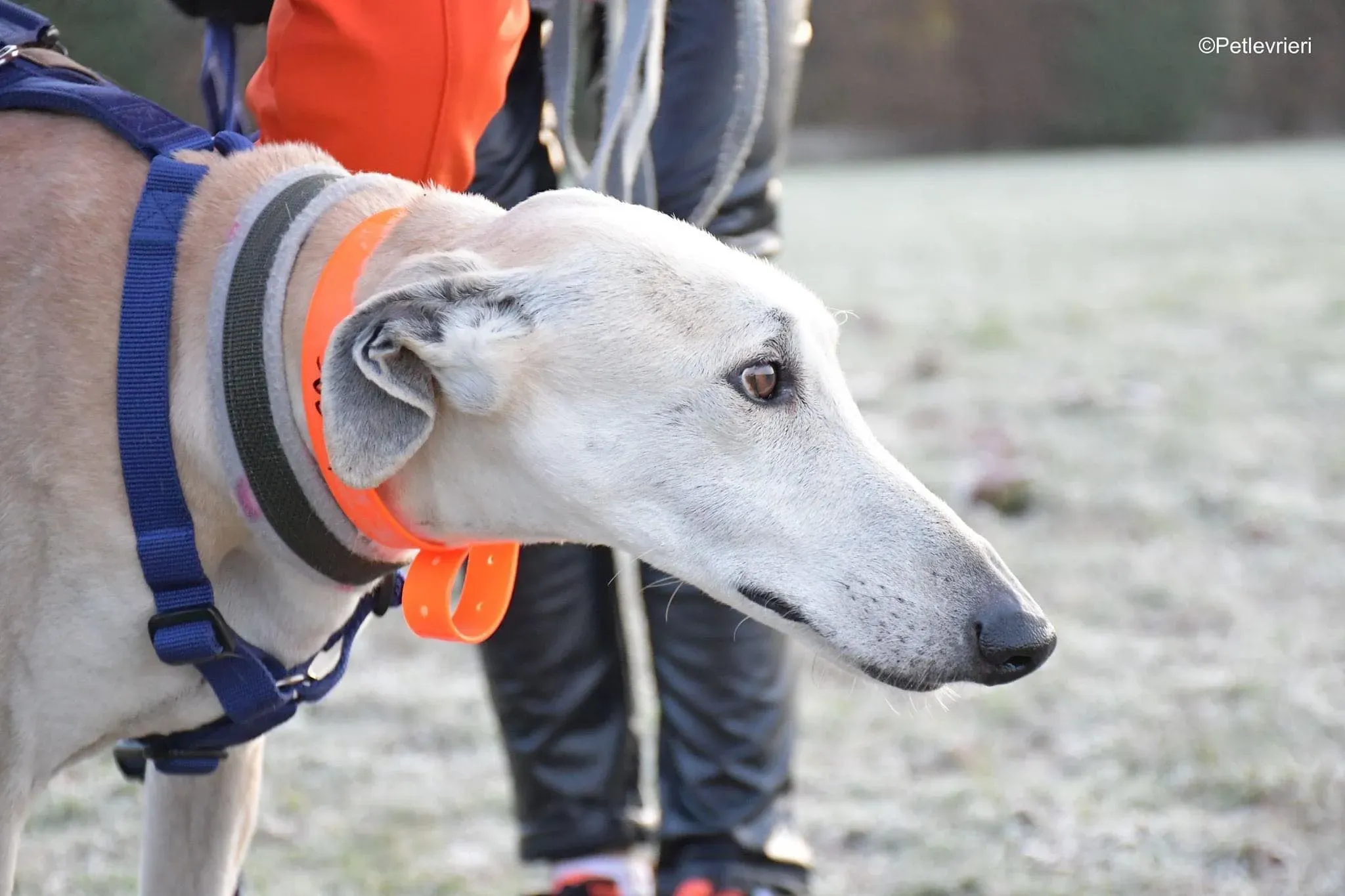 Lucas adozione levrieri galgo foster cane 05