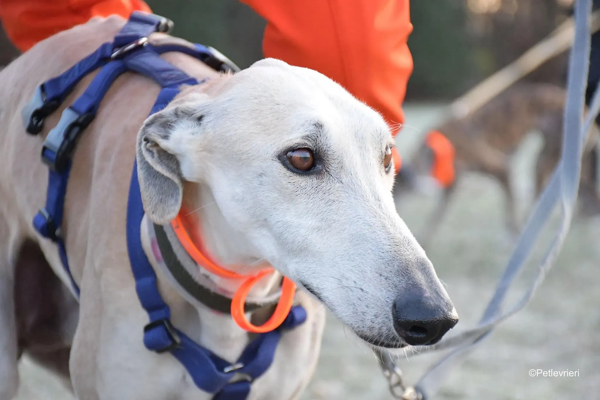 Lucas adozione levrieri galgo foster cane 06