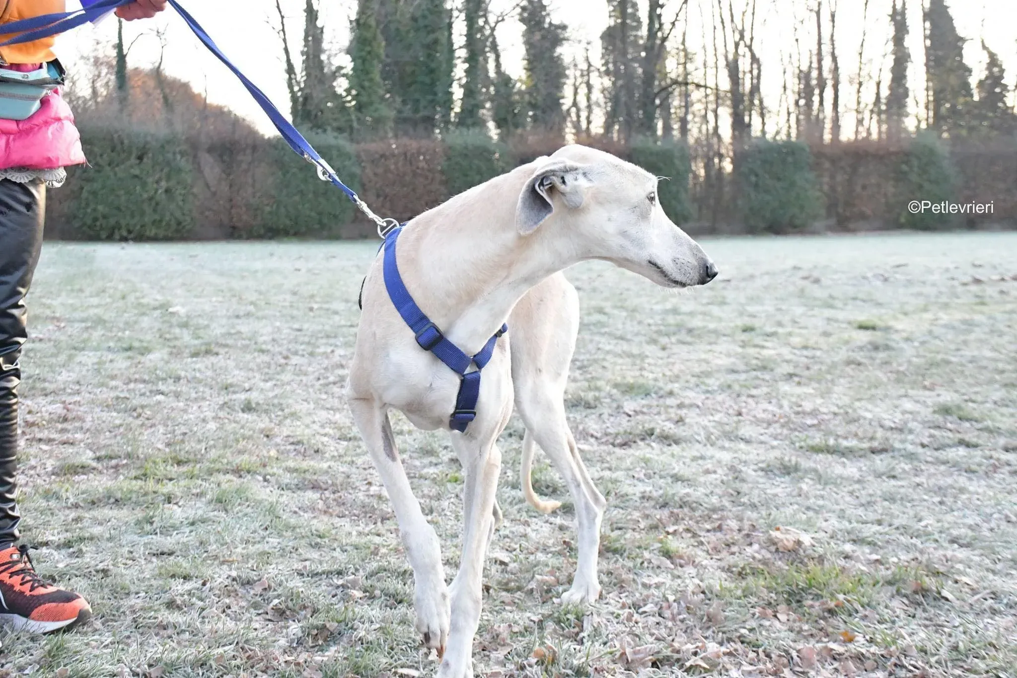 Lucas adozione levrieri galgo foster cane 07