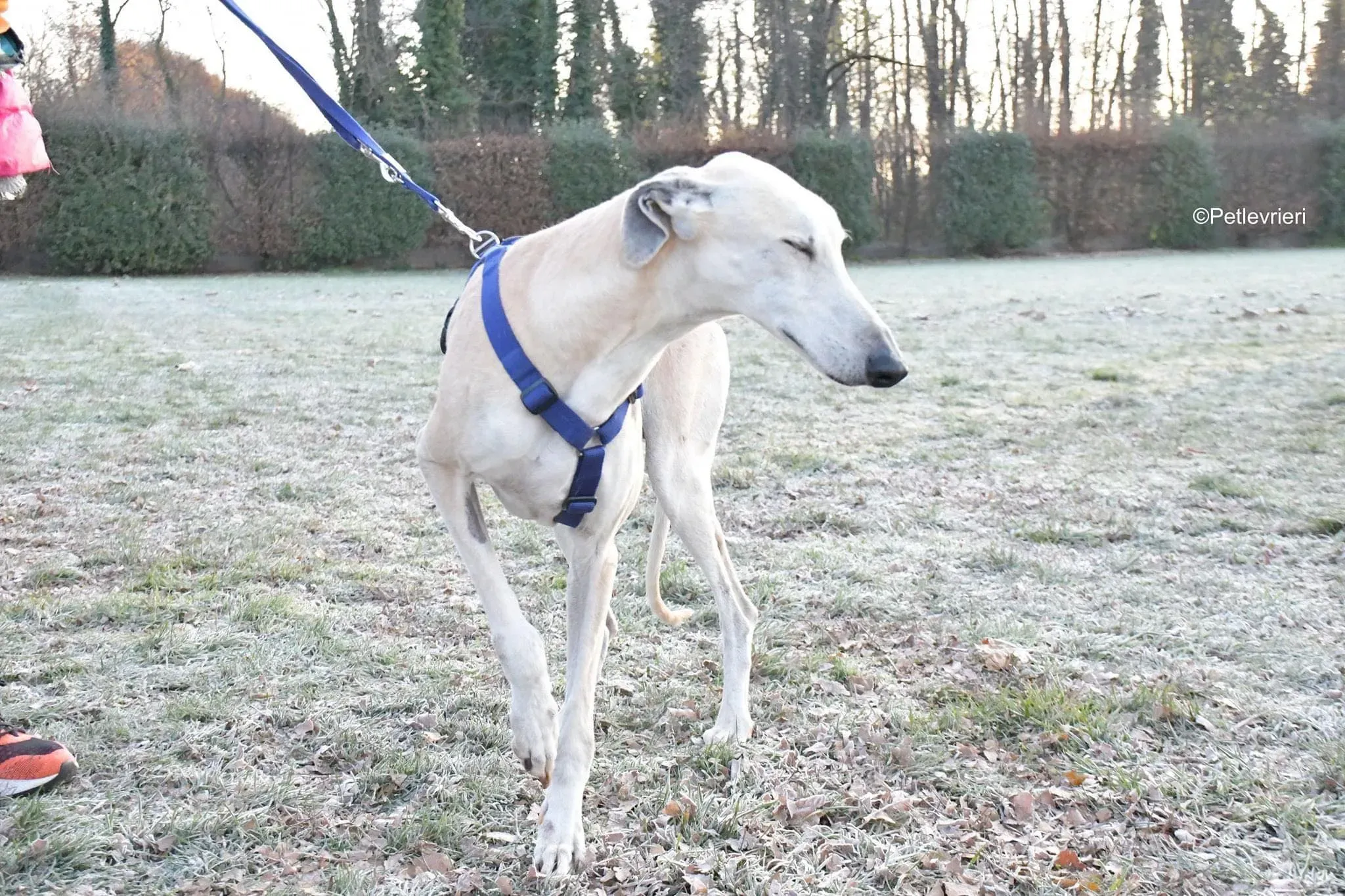 Lucas adozione levrieri galgo foster cane 08