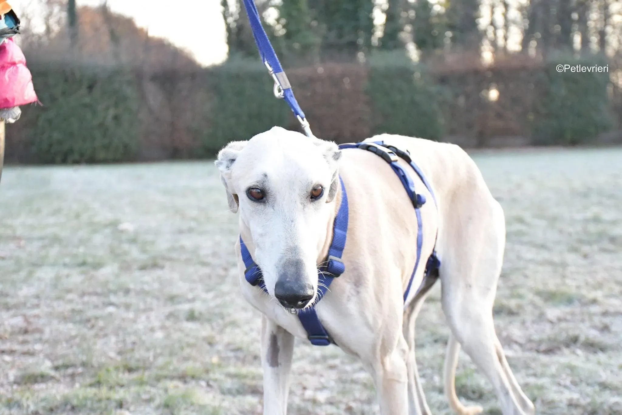 Lucas adozione levrieri galgo foster cane 09