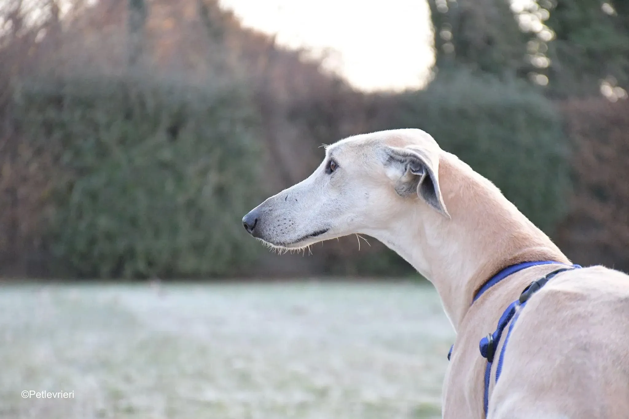 Lucas adozione levrieri galgo foster cane 10