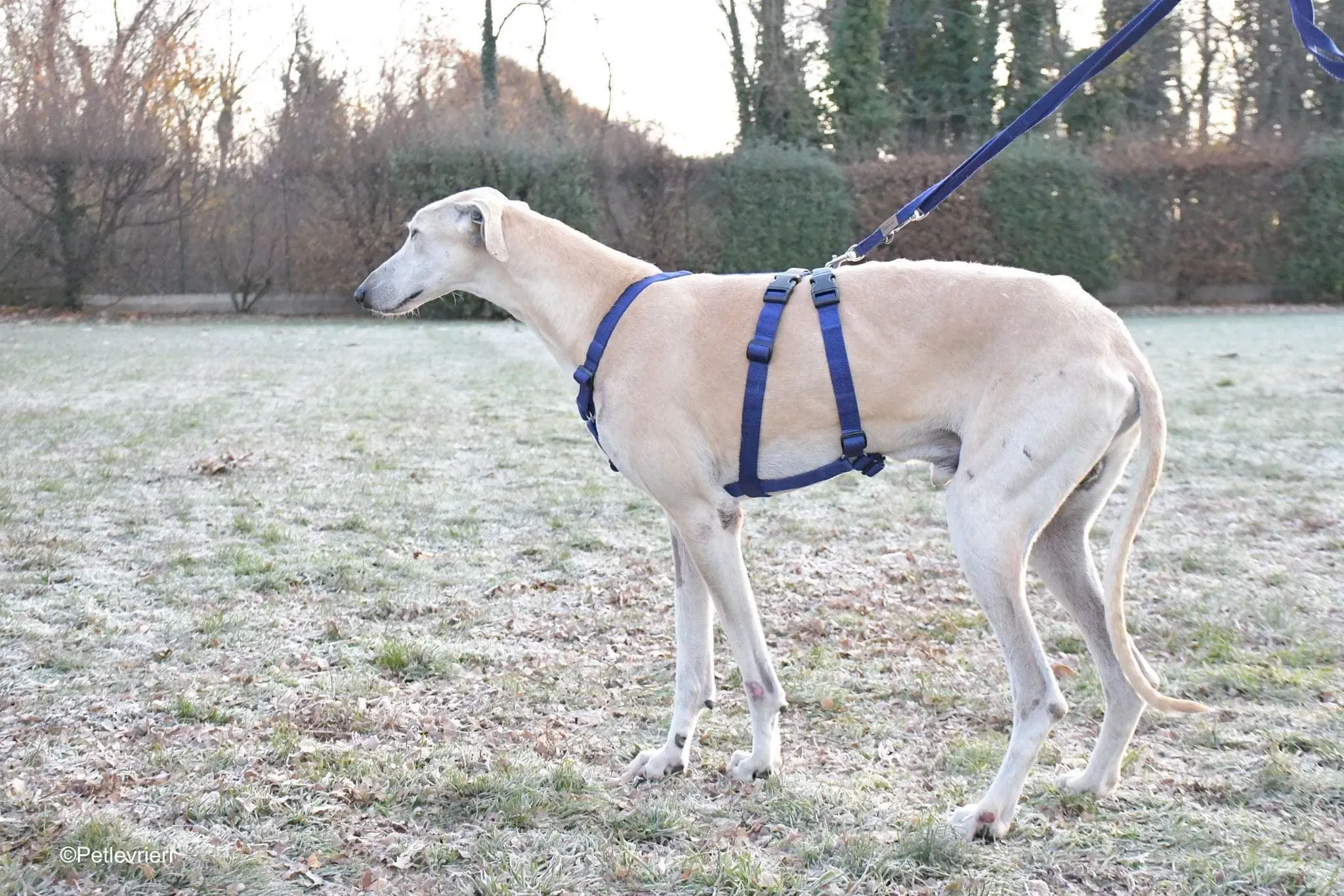 Lucas adozione levrieri galgo foster cane 11