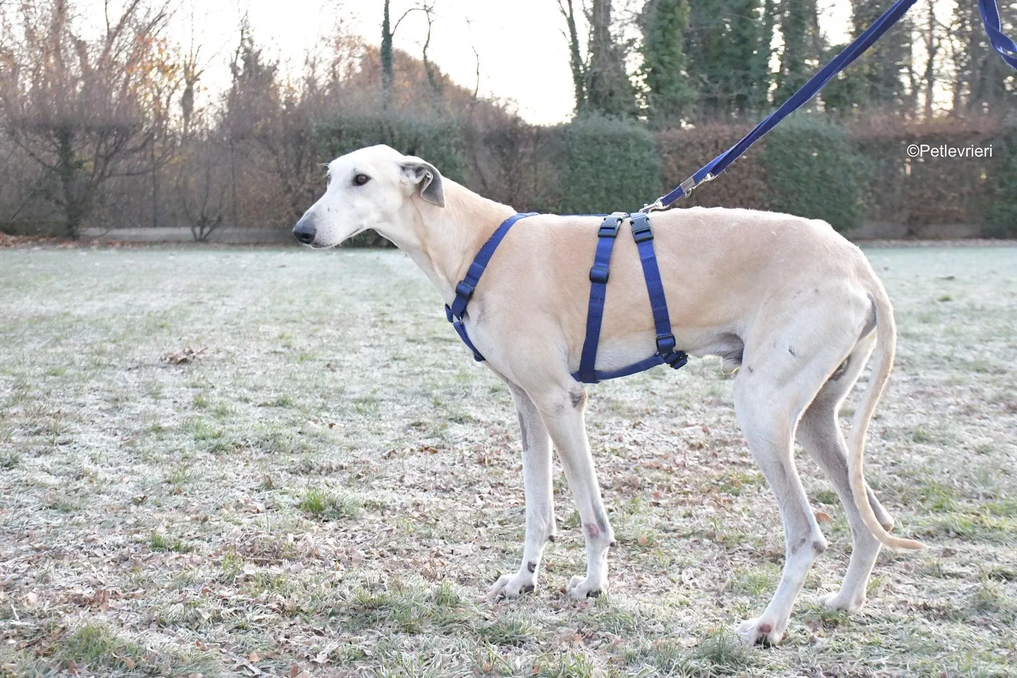 Lucas adozione levrieri galgo foster cane 12