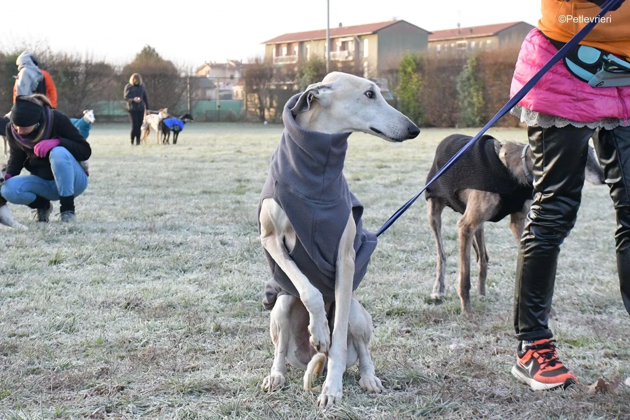 Lucas adozione levrieri galgo foster cane 13