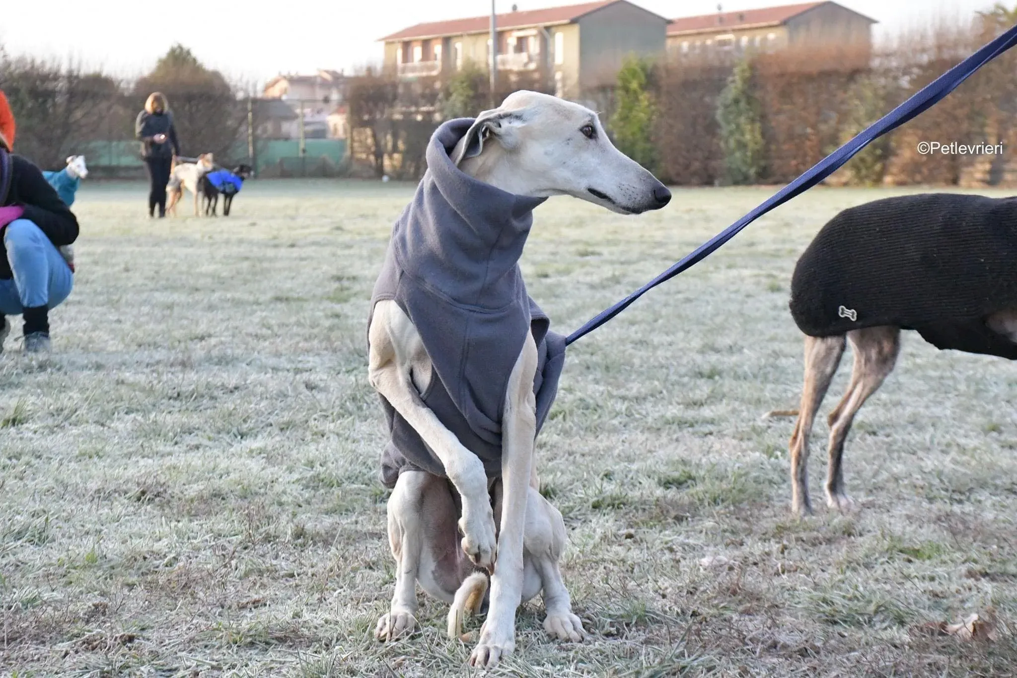 Lucas adozione levrieri galgo foster cane 14