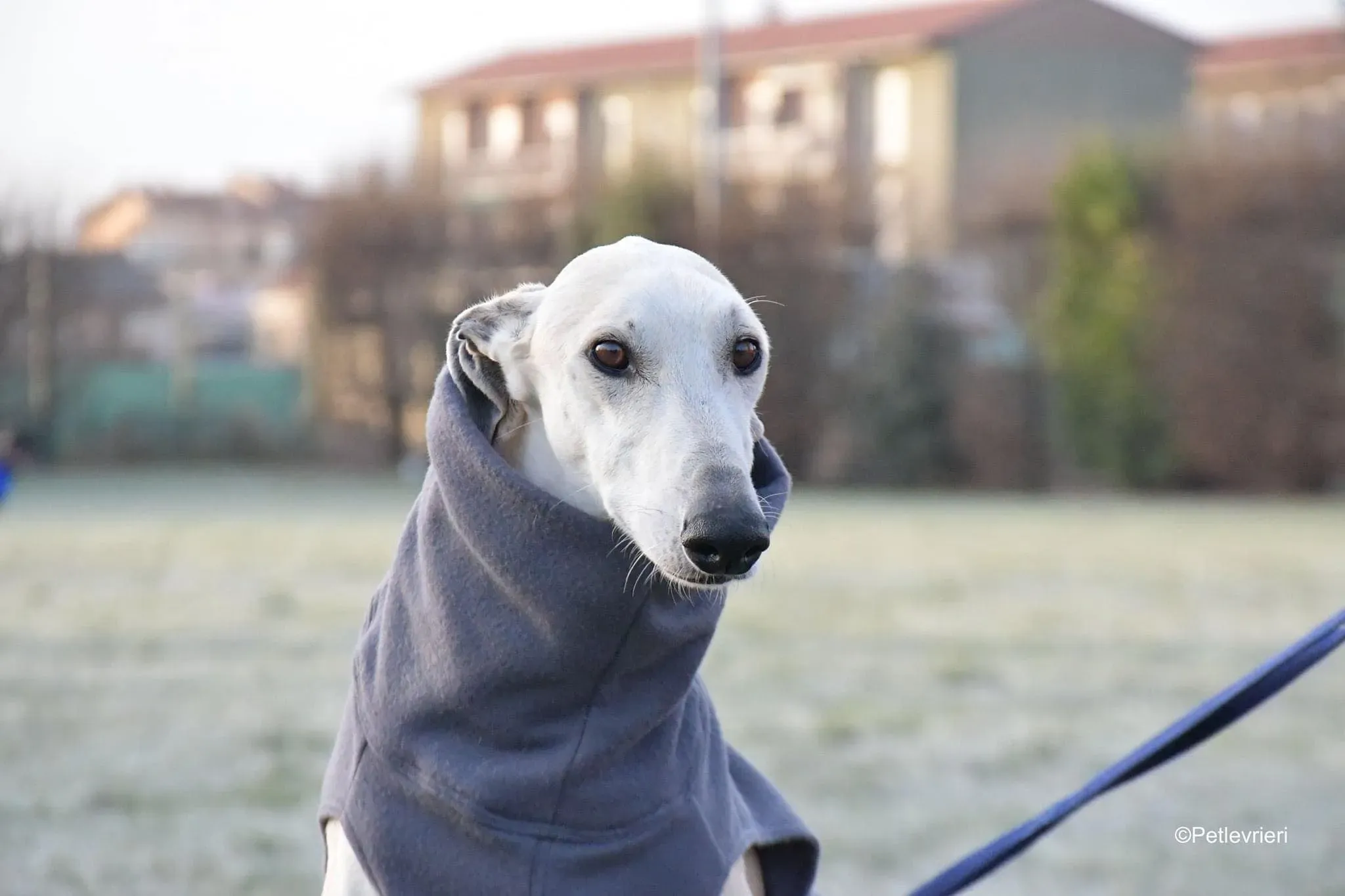 Lucas adozione levrieri galgo foster cane 15