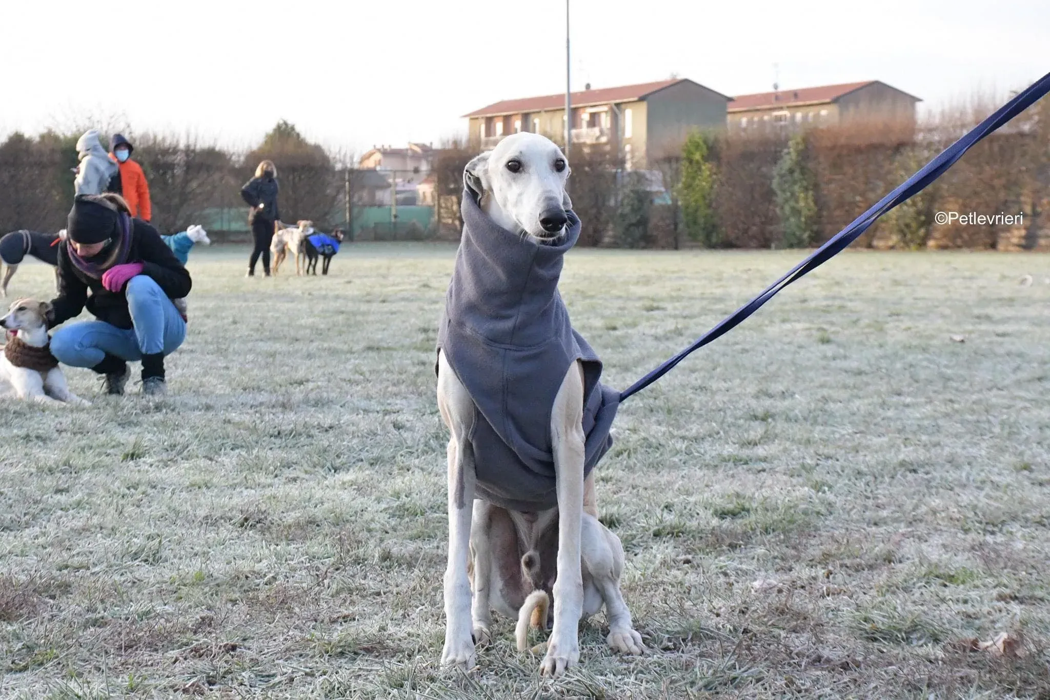Lucas adozione levrieri galgo foster cane 16