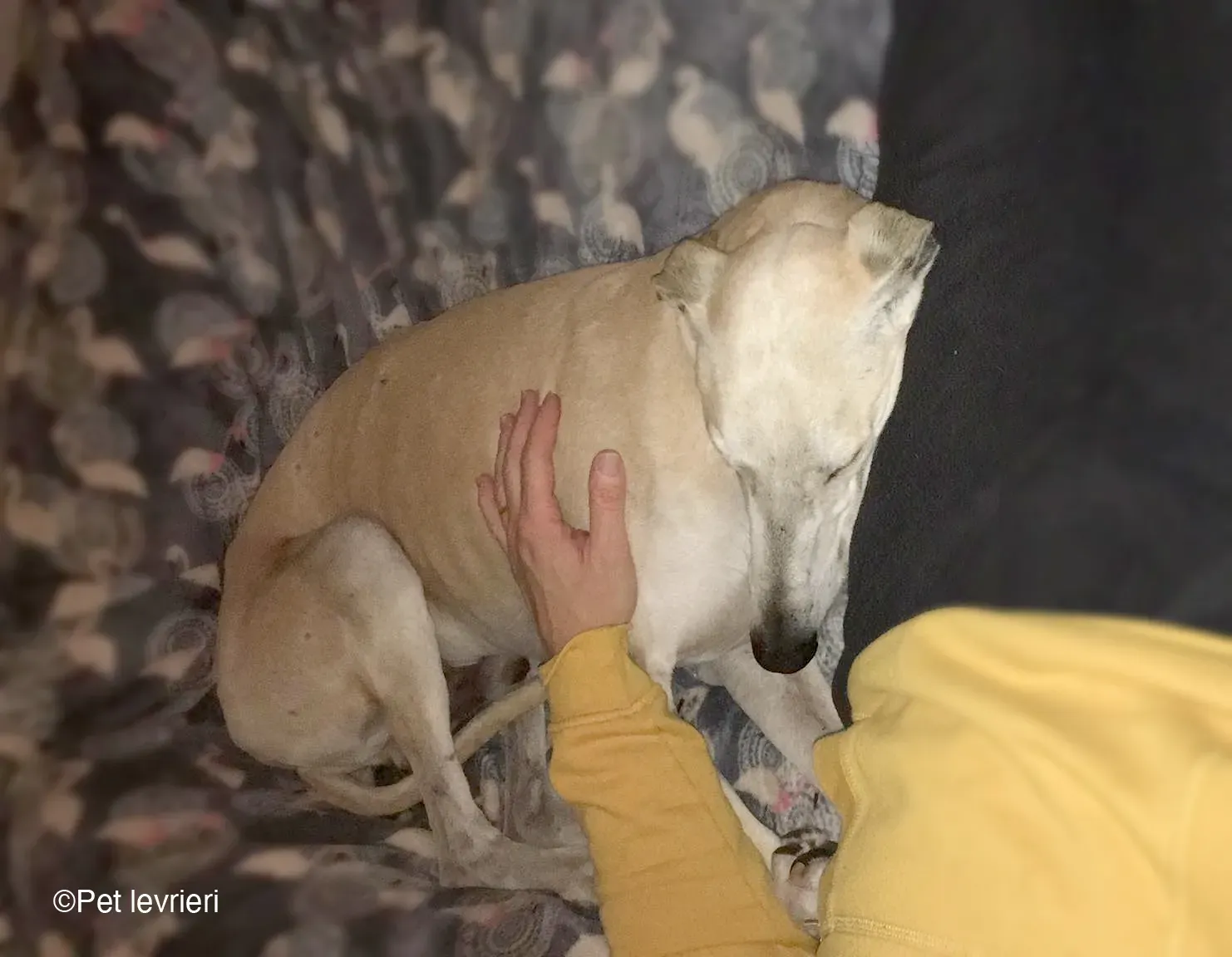 Lucas adozione levrieri galgo foster cane 17