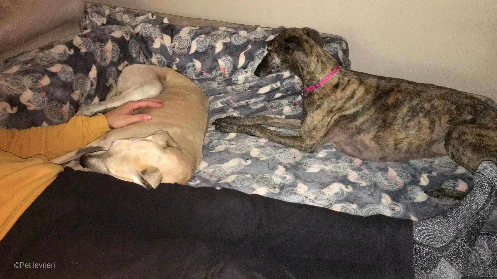 Lucas adozione levrieri galgo foster cane 18