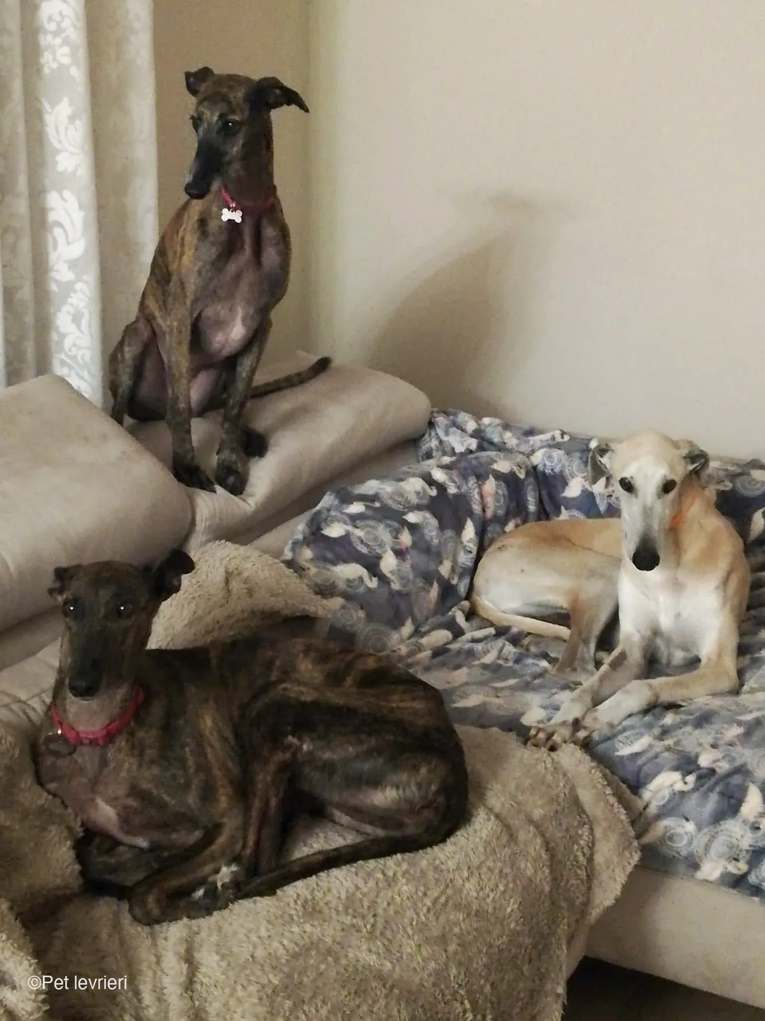 Lucas adozione levrieri galgo foster cane 19