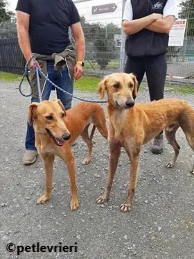 Lucas adozione levrieri lurcher 1