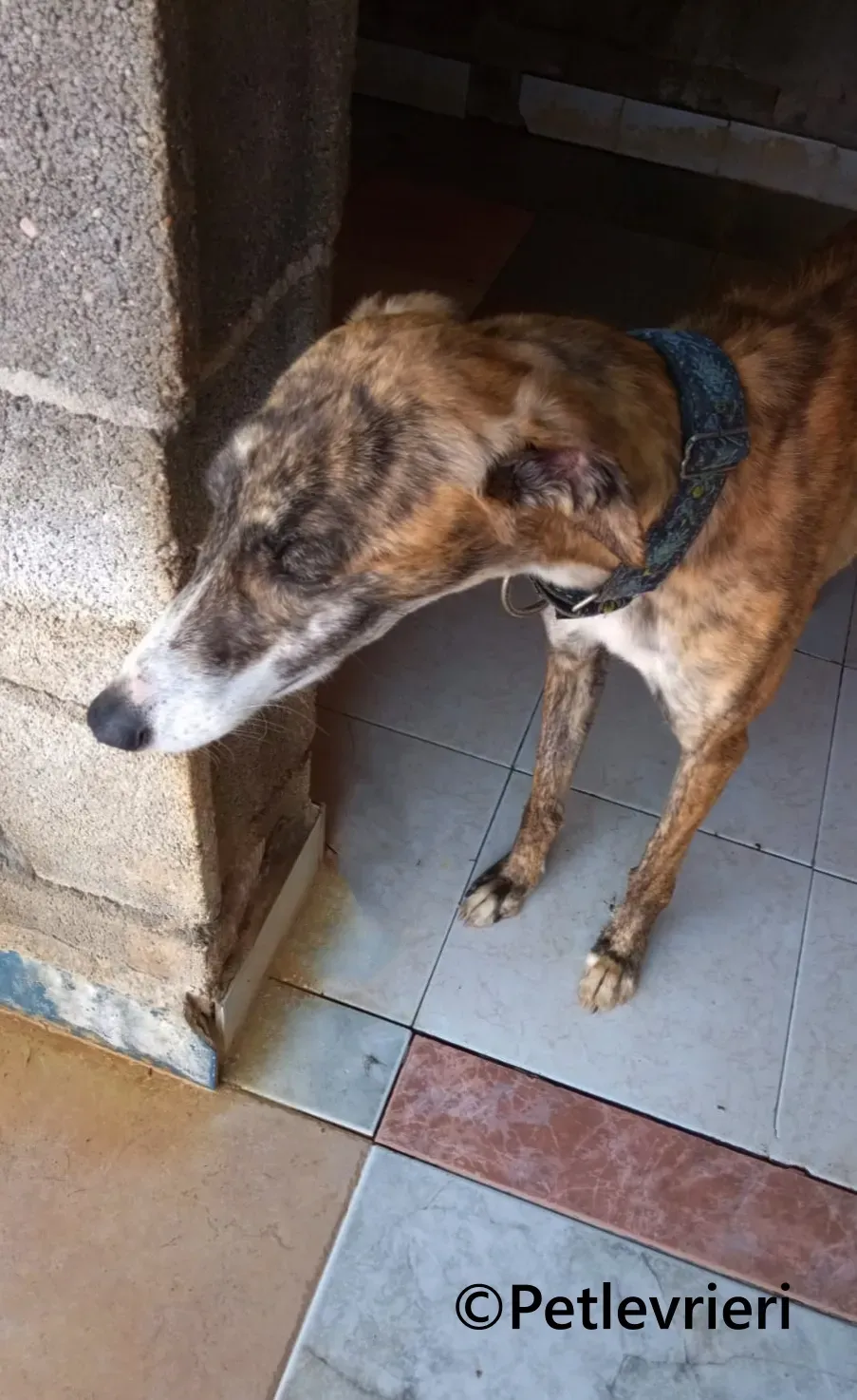 Luce galgo adozione pet levrieri onlus 1