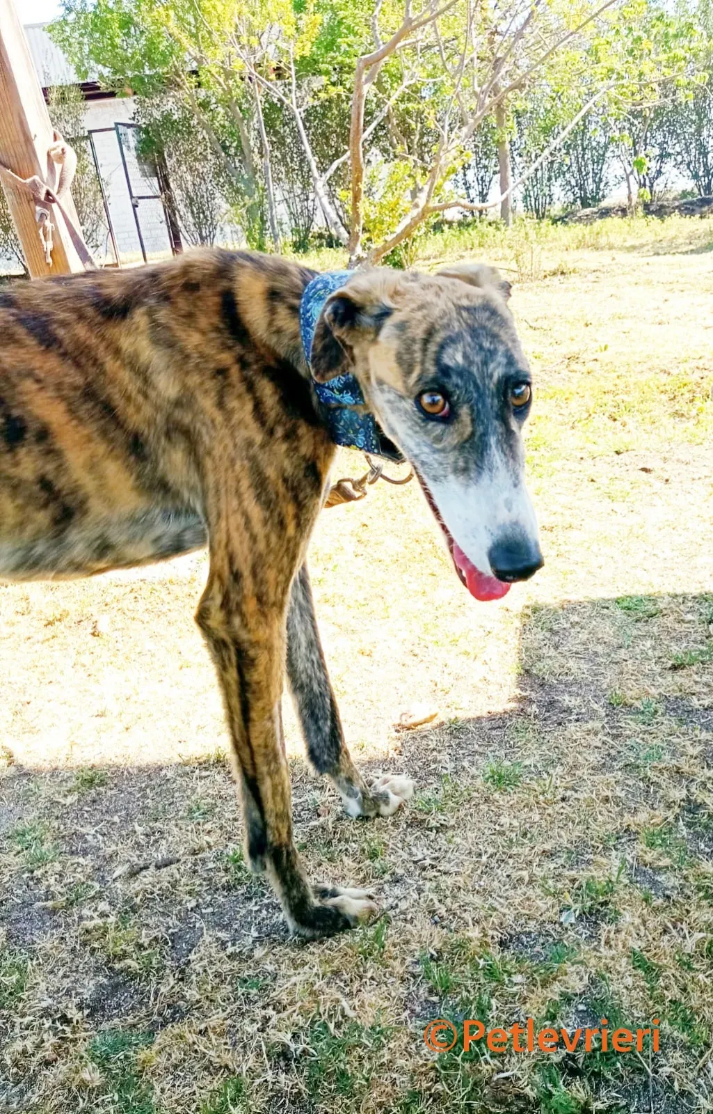 Luce galgo adozione pet levrieri onlus 10