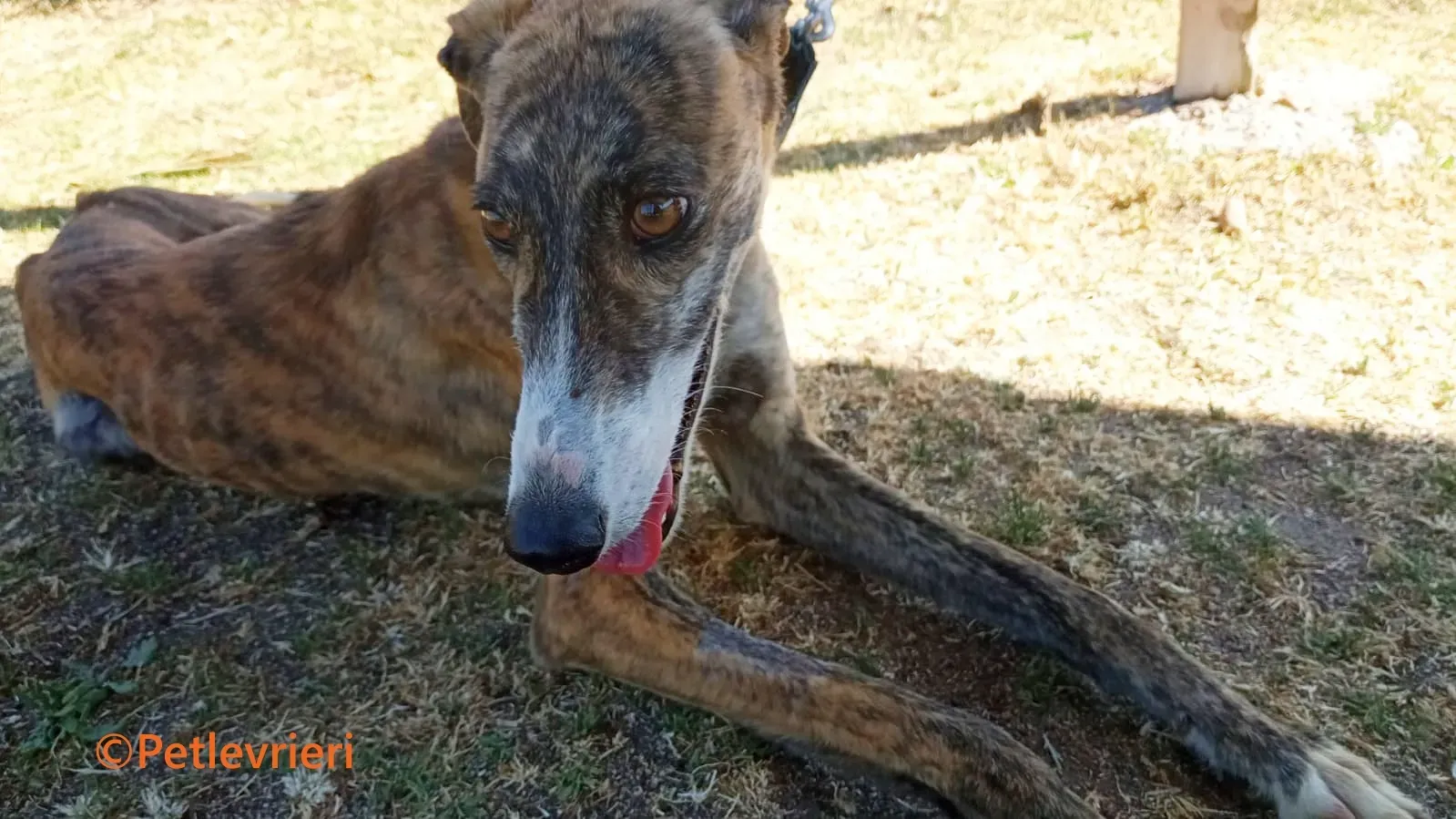 Luce galgo adozione pet levrieri onlus 11