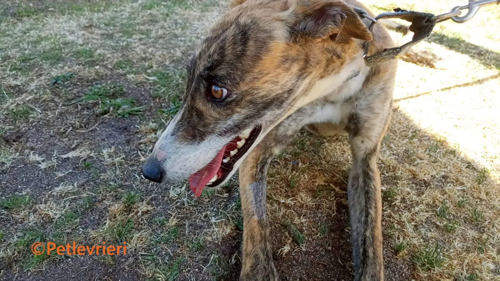 Luce galgo adozione pet levrieri onlus 12