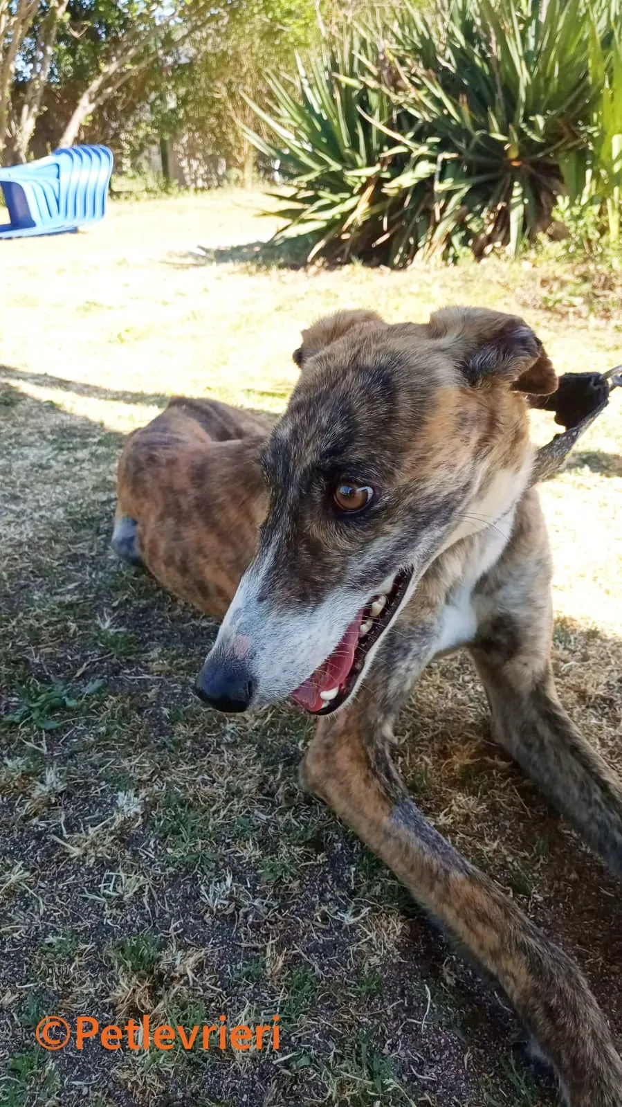 Luce galgo adozione pet levrieri onlus 13