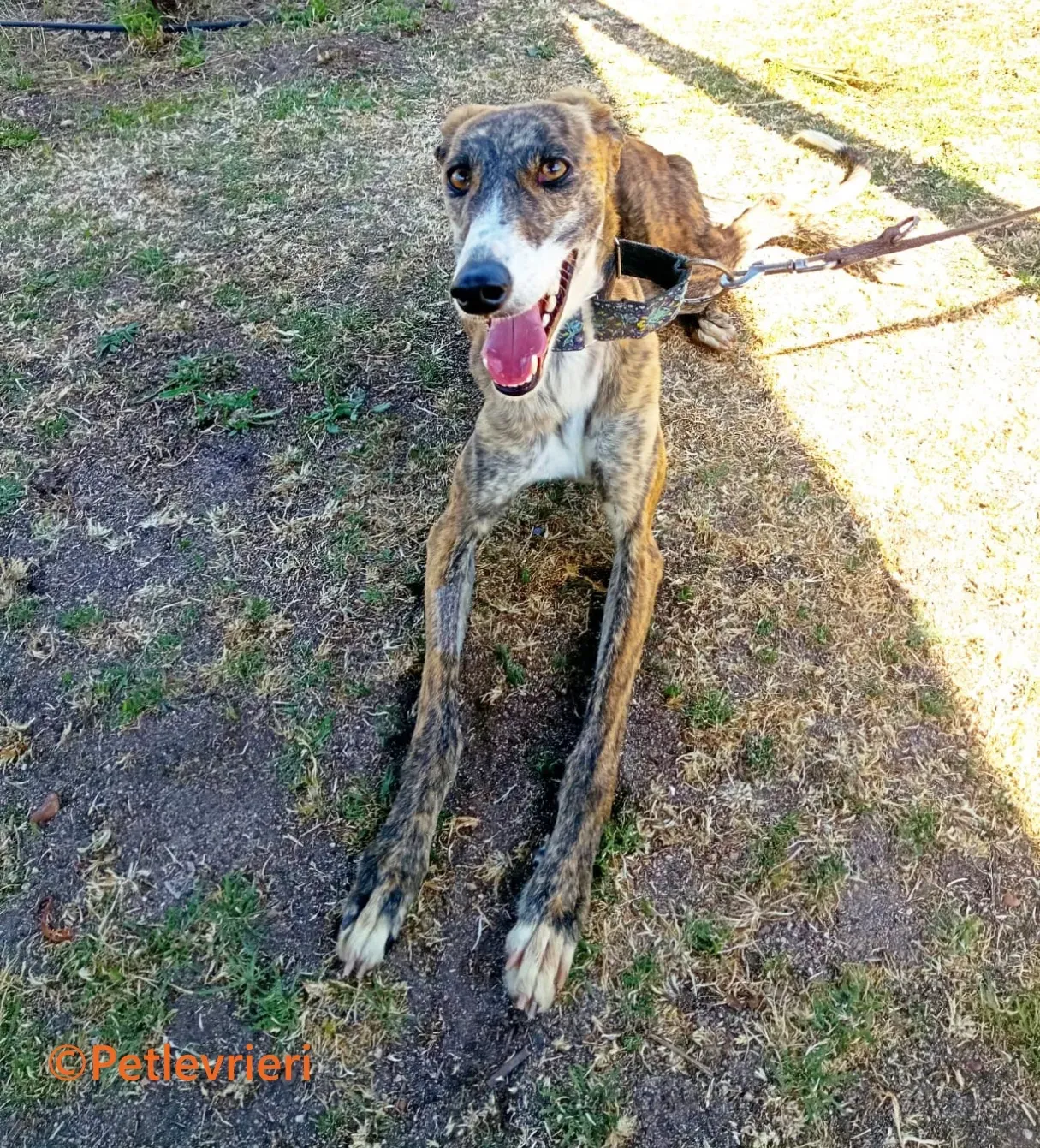 Luce galgo adozione pet levrieri onlus 14 1