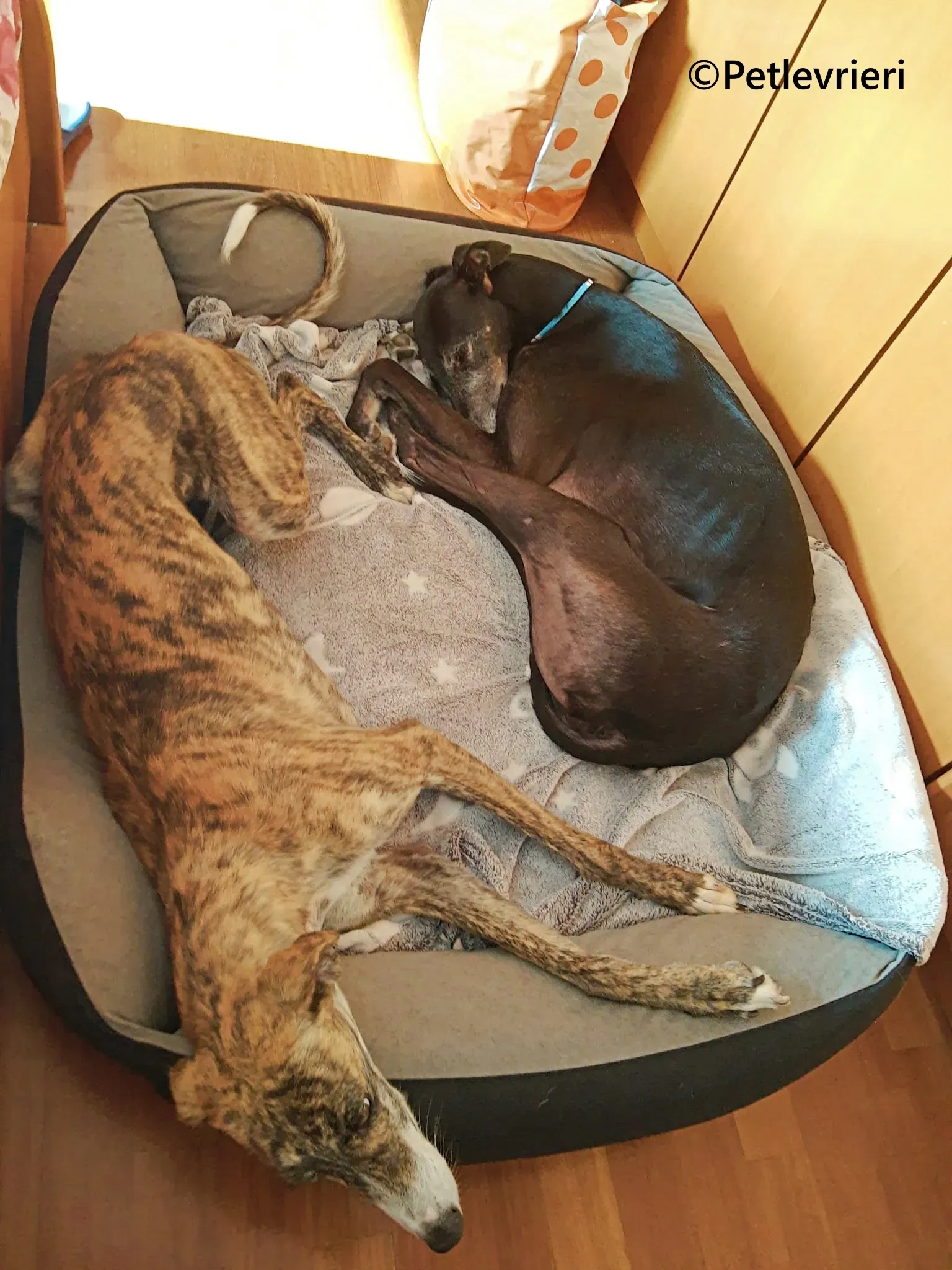 Luce galgo adozione pet levrieri onlus 18