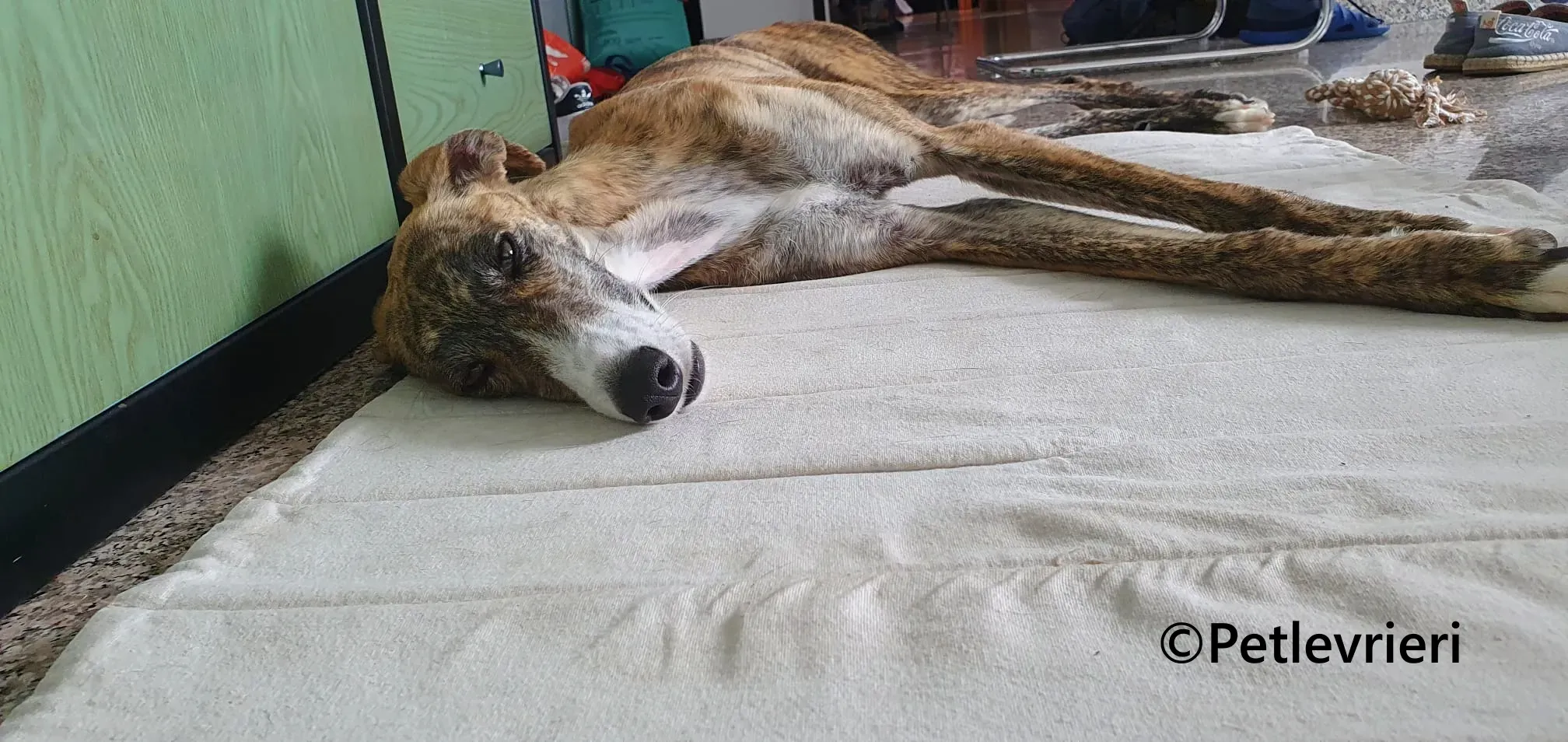 Luce galgo adozione pet levrieri onlus 19