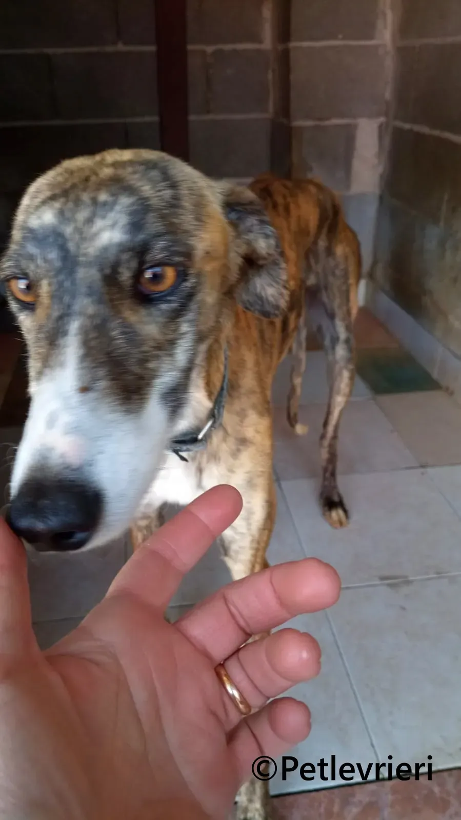 Luce galgo adozione pet levrieri onlus 2