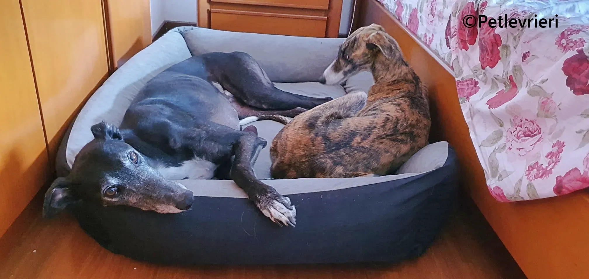 Luce galgo adozione pet levrieri onlus 20