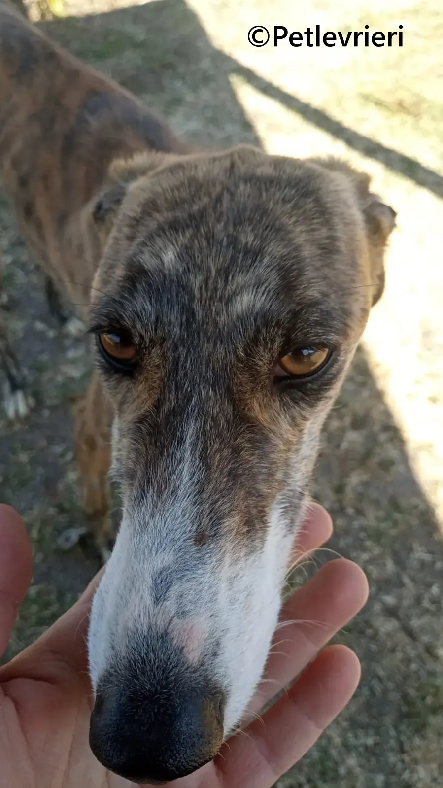 Luce galgo adozione pet levrieri onlus 3