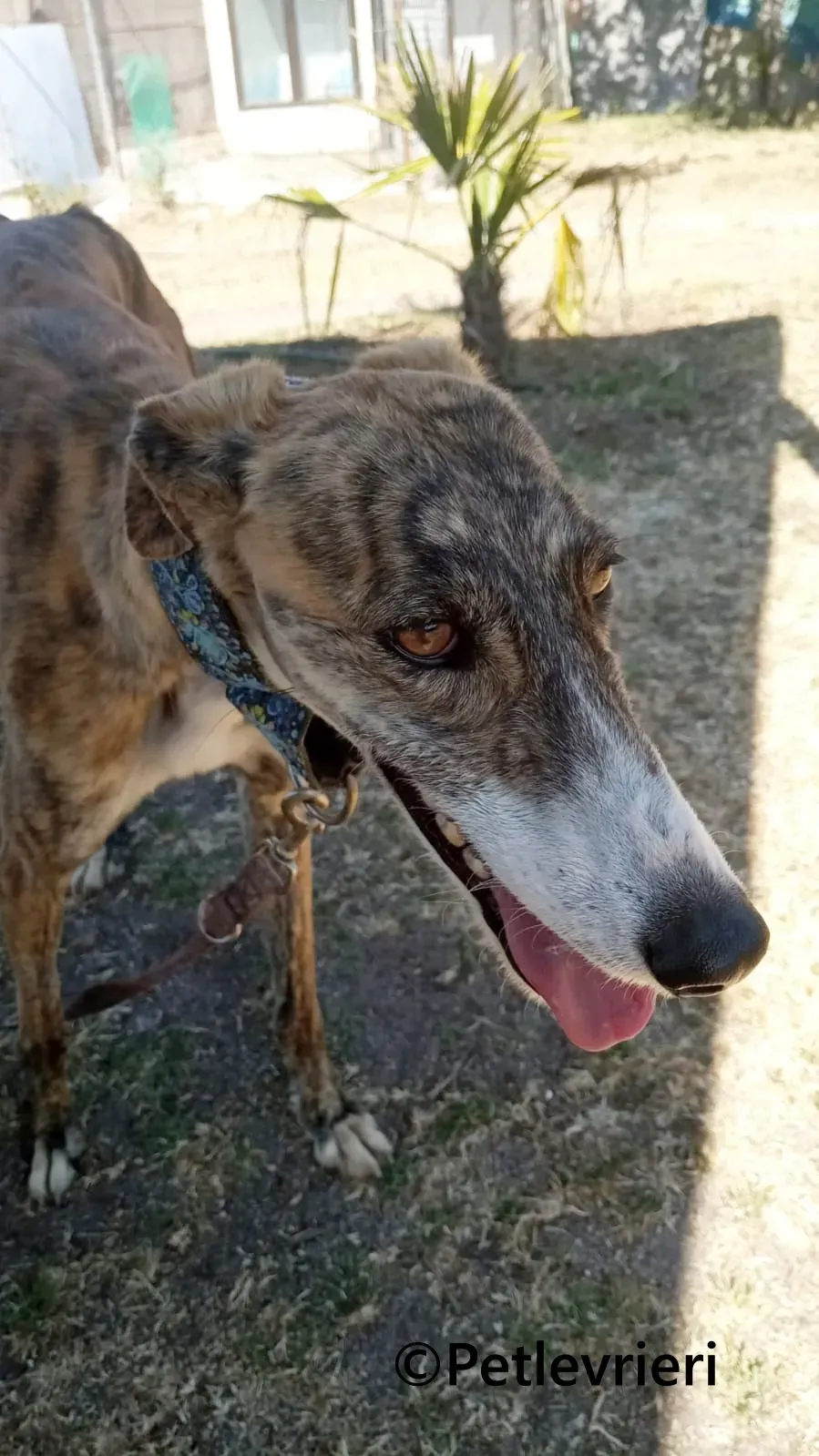 Luce galgo adozione pet levrieri onlus 4