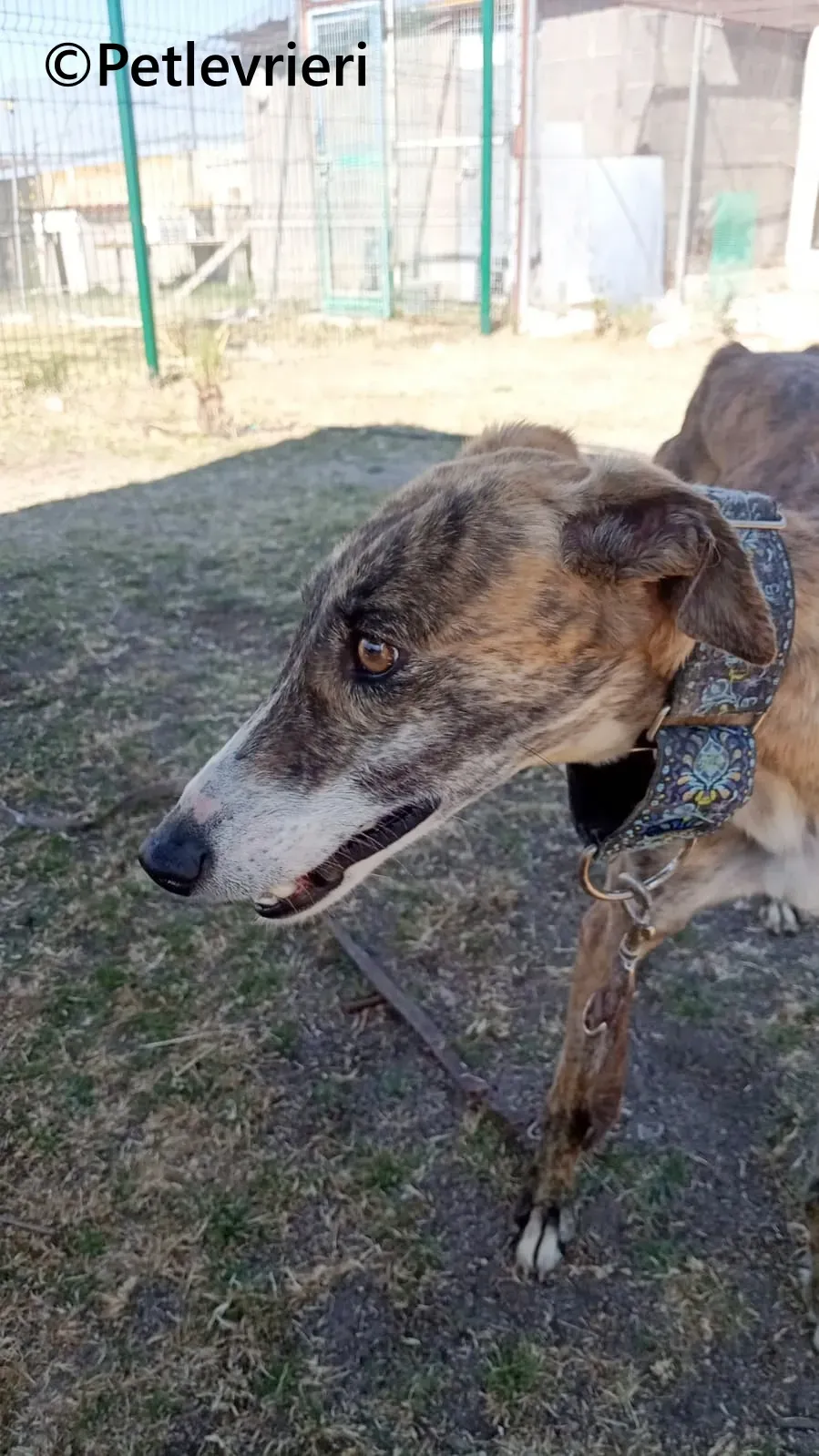 Luce galgo adozione pet levrieri onlus 5