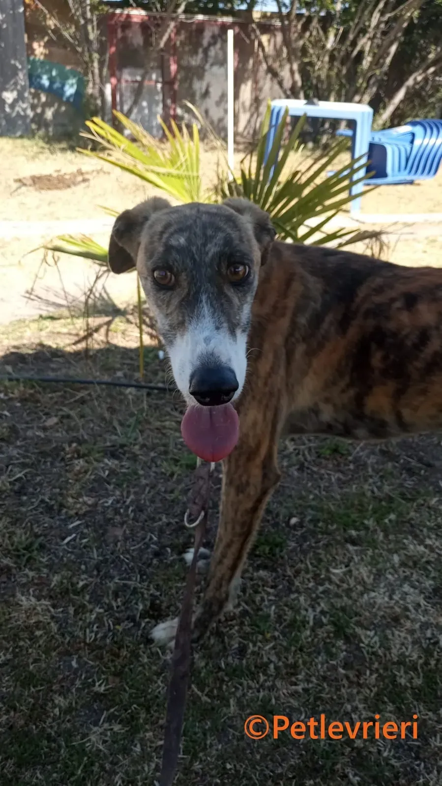 Luce galgo adozione pet levrieri onlus 6