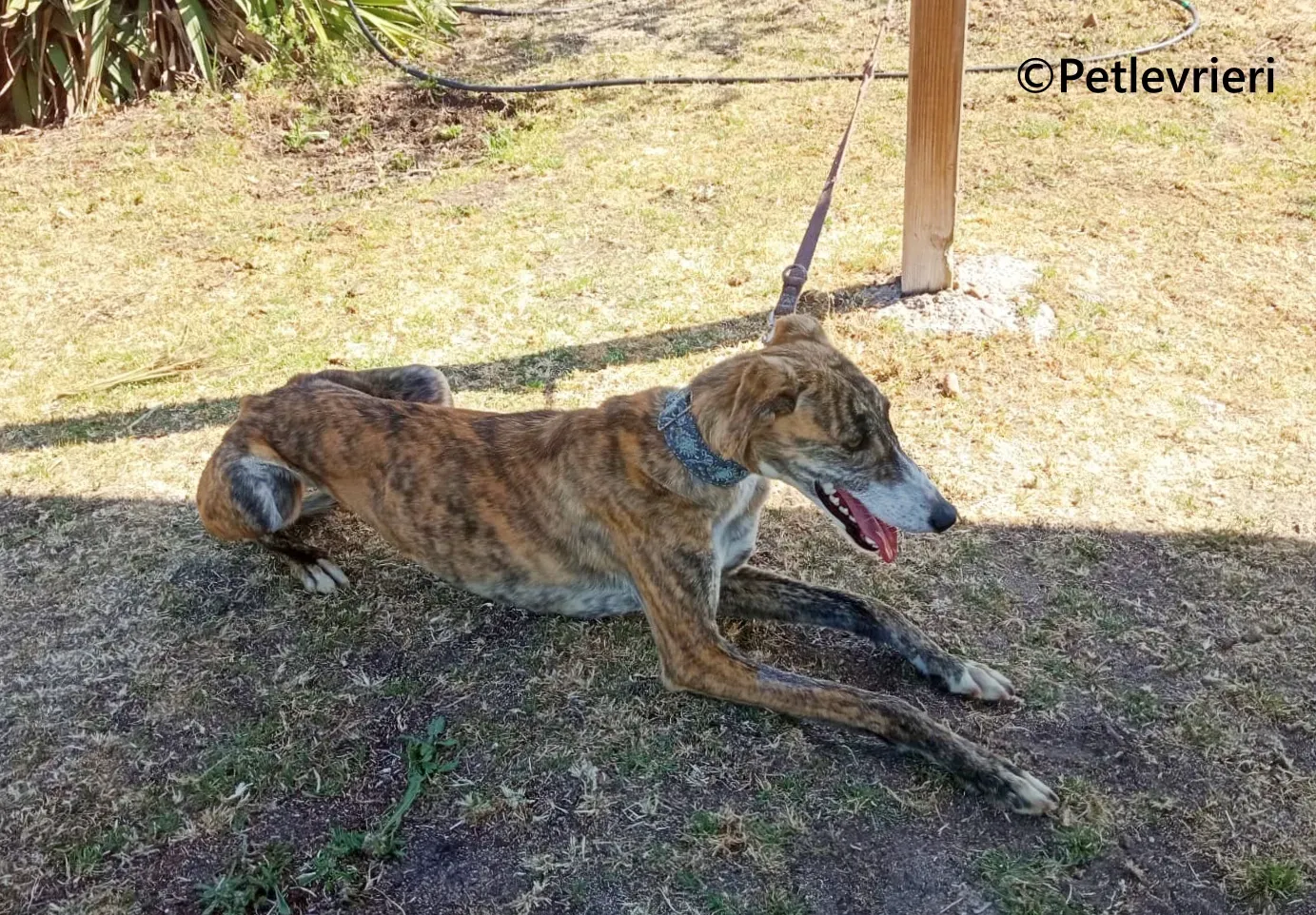 Luce galgo adozione pet levrieri onlus 7