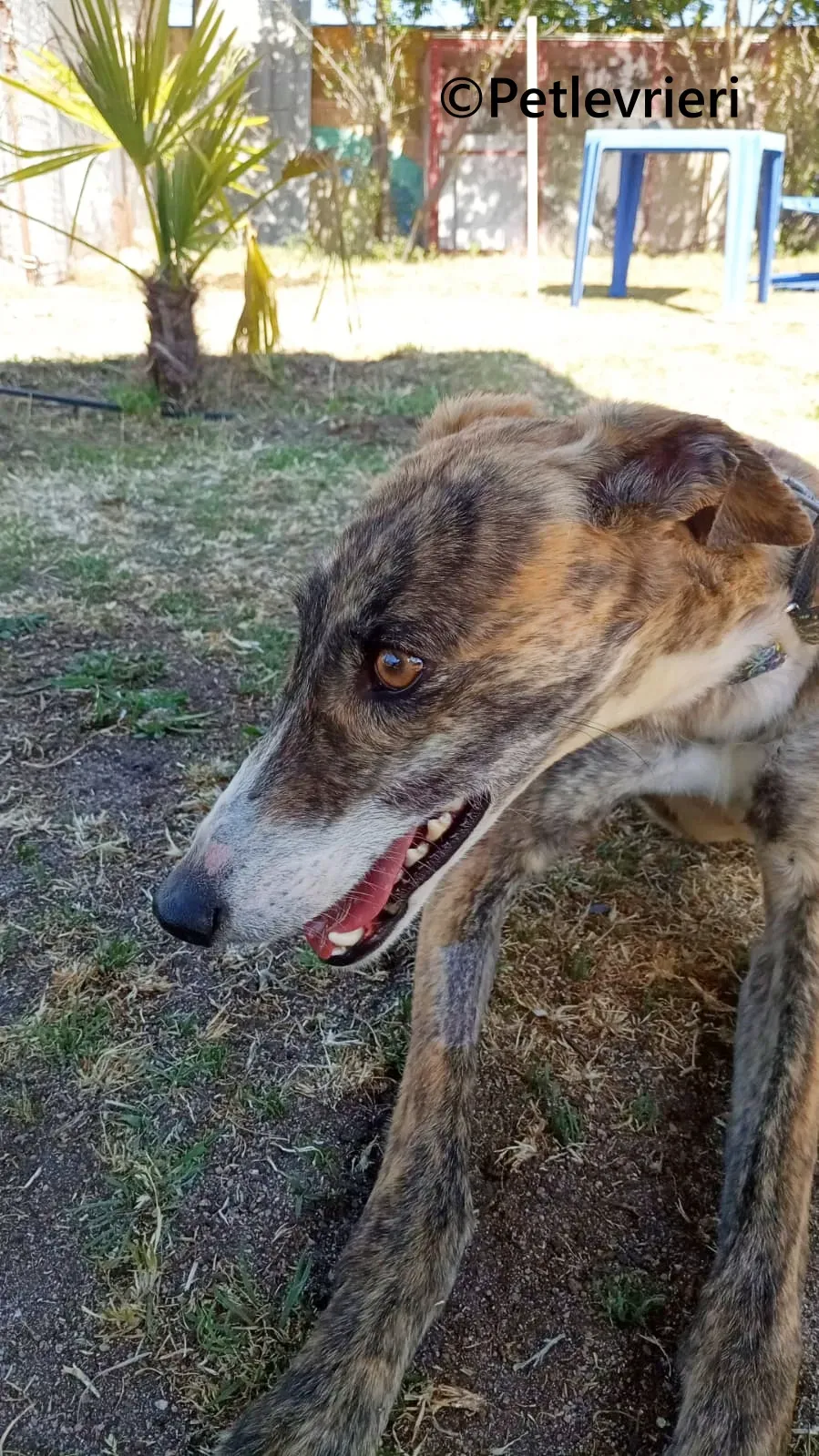 Luce galgo adozione pet levrieri onlus 8