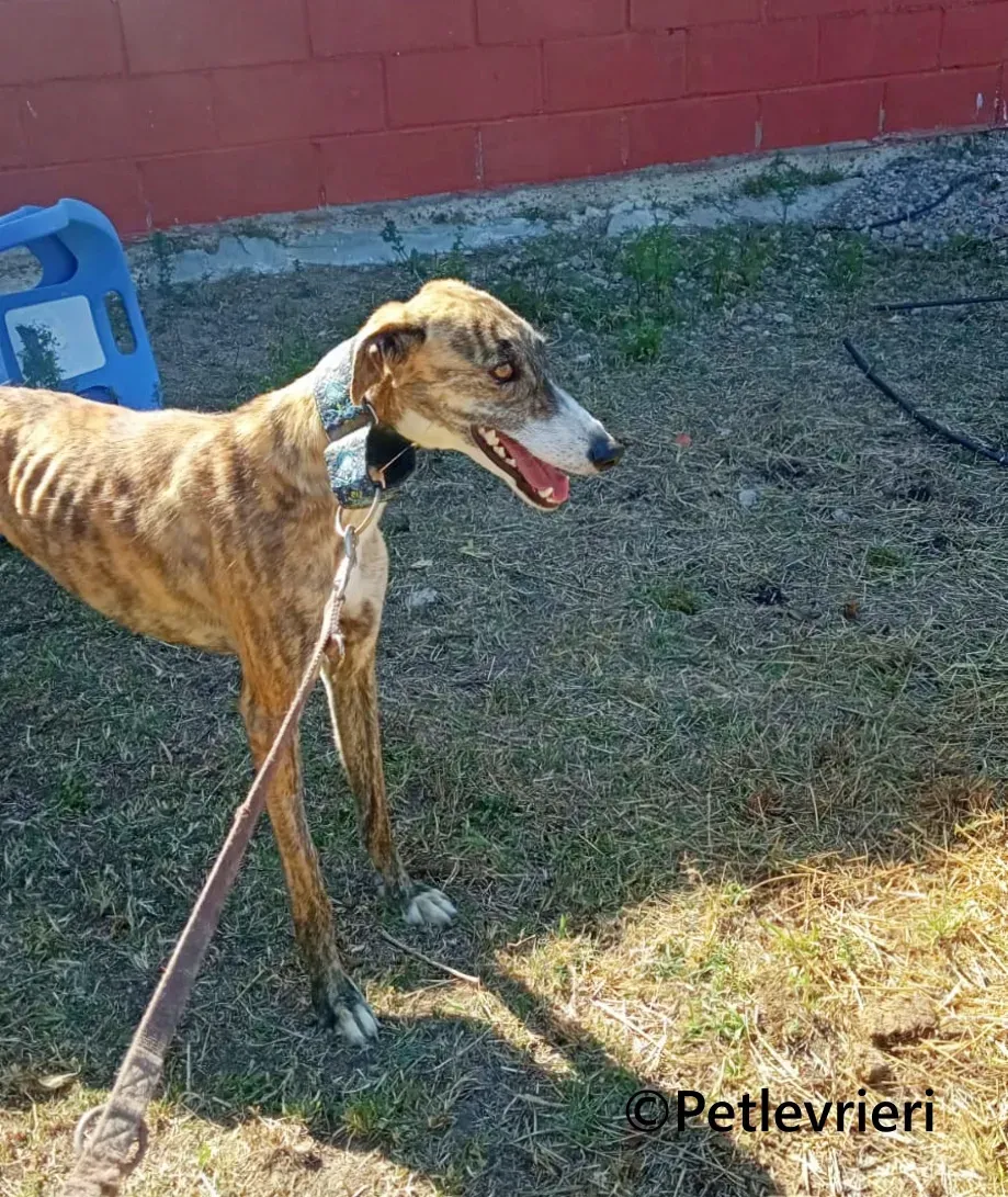 Luce galgo adozione pet levrieri onlus 9