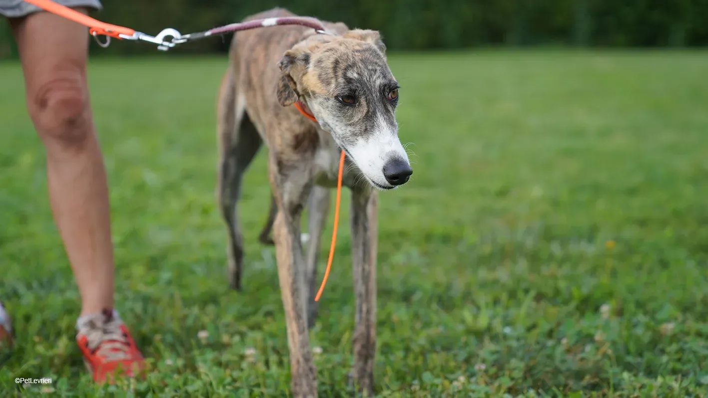 Luce galgo femmina tigrata arrivo 10