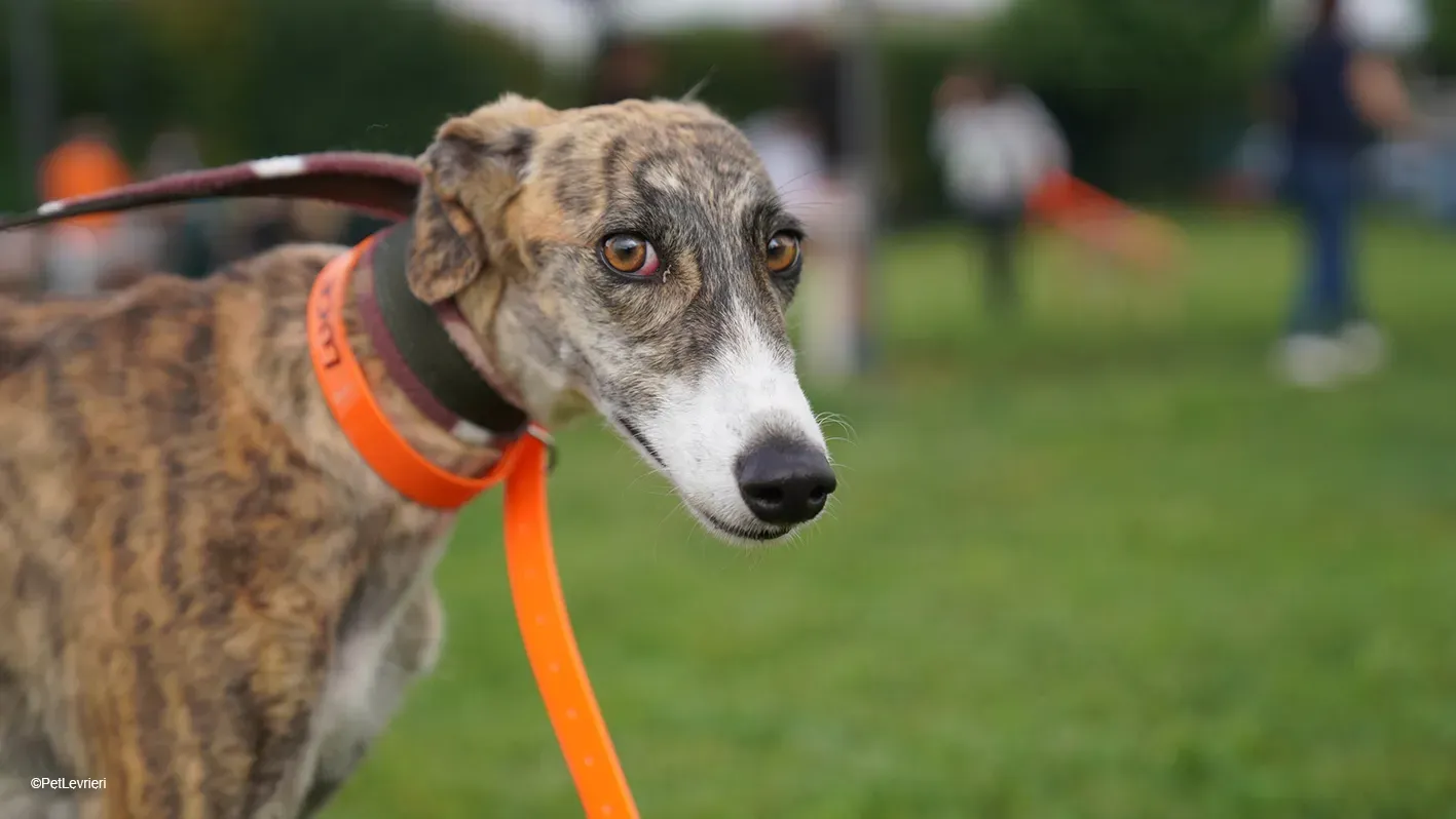 Luce galgo femmina tigrata arrivo 11