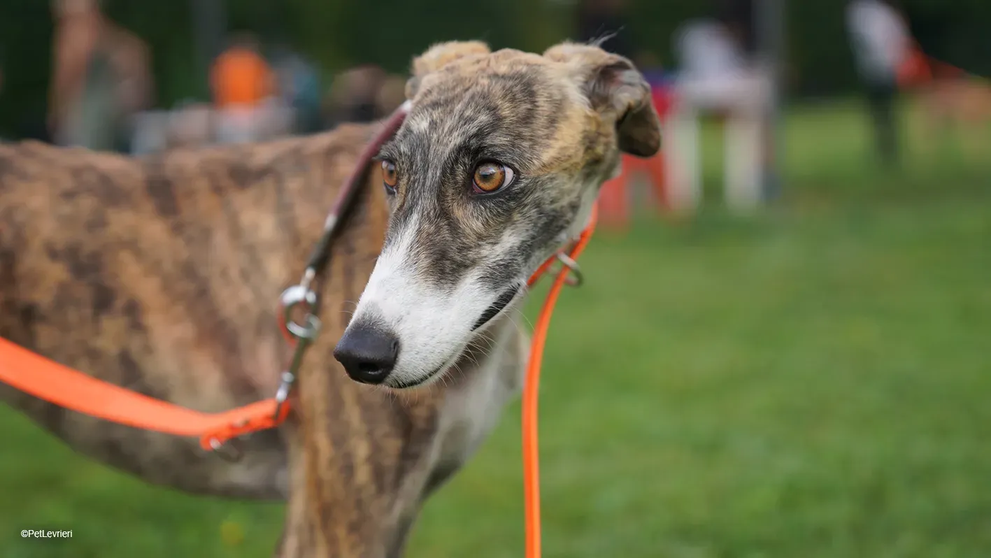 Luce galgo femmina tigrata arrivo 12