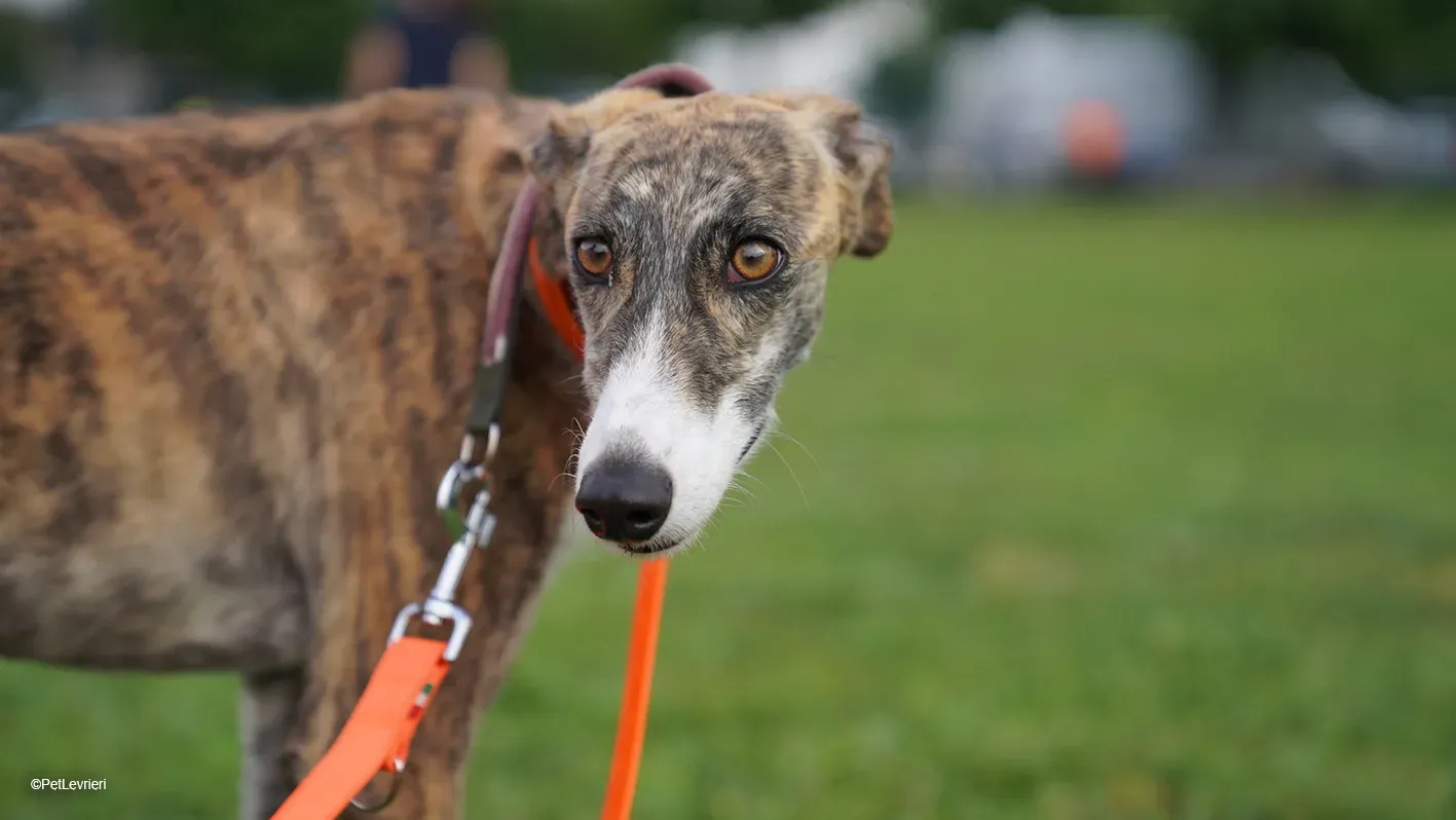 Luce galgo femmina tigrata arrivo 14