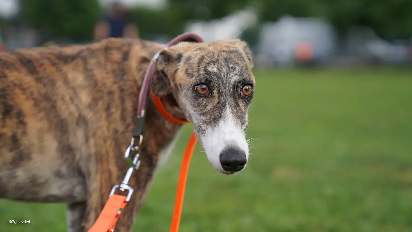 Luce galgo femmina tigrata arrivo 15