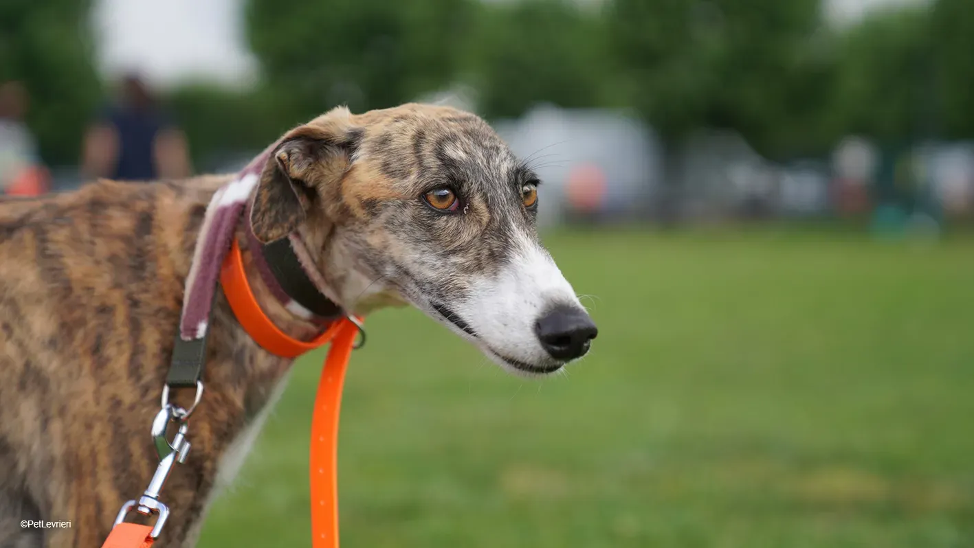 Luce galgo femmina tigrata arrivo 16