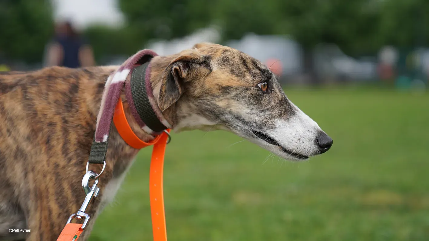 Luce galgo femmina tigrata arrivo 17