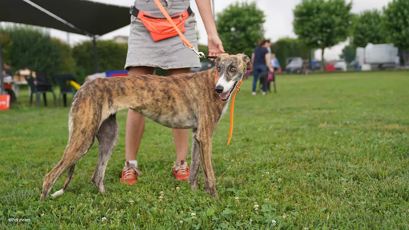 Luce galgo femmina tigrata arrivo 18
