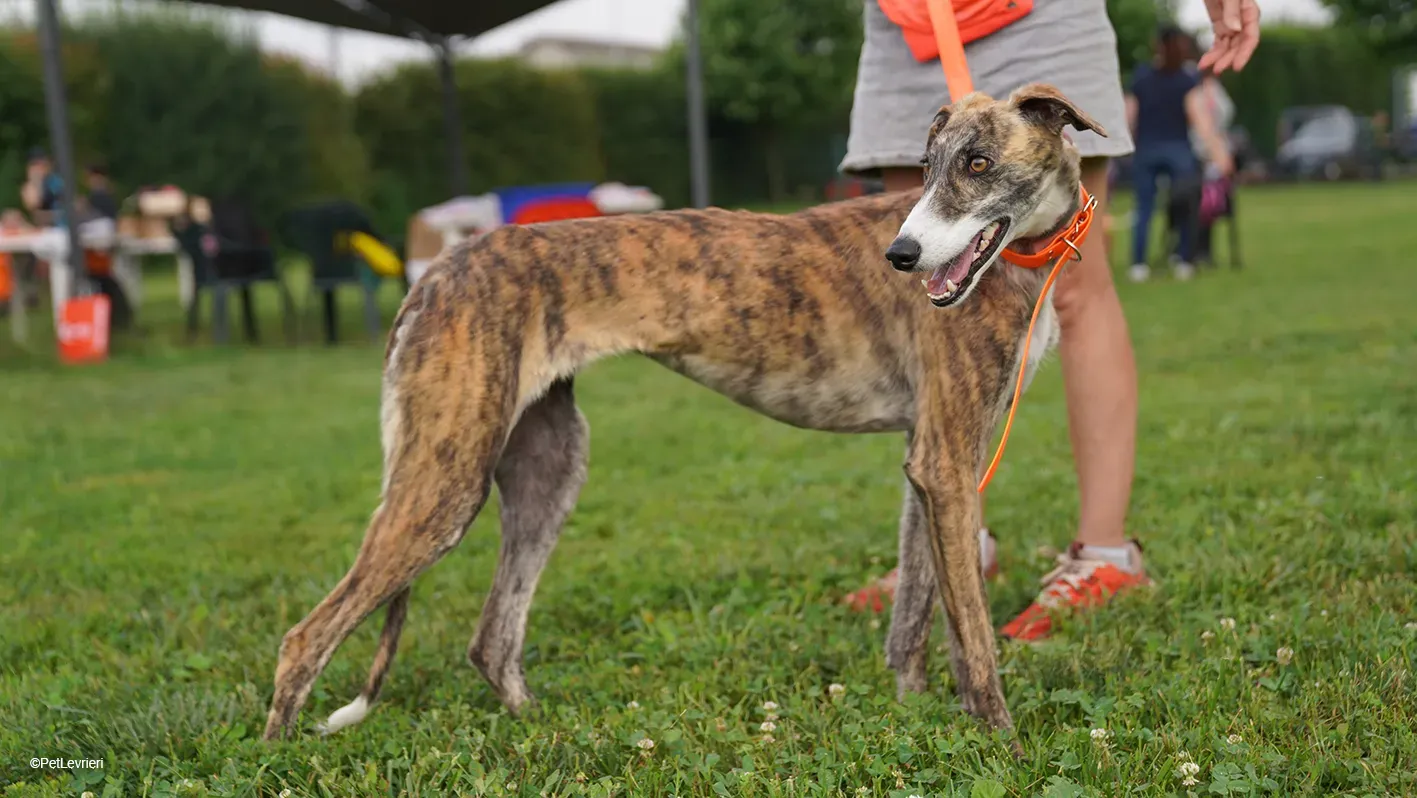 Luce galgo femmina tigrata arrivo 19