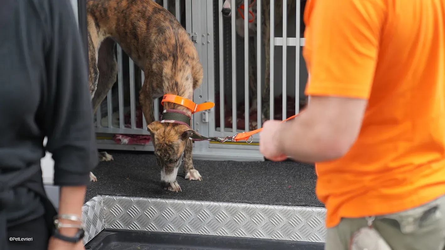 Luce galgo femmina tigrata arrivo 2