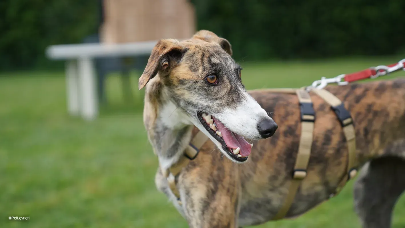 Luce galgo femmina tigrata arrivo 23
