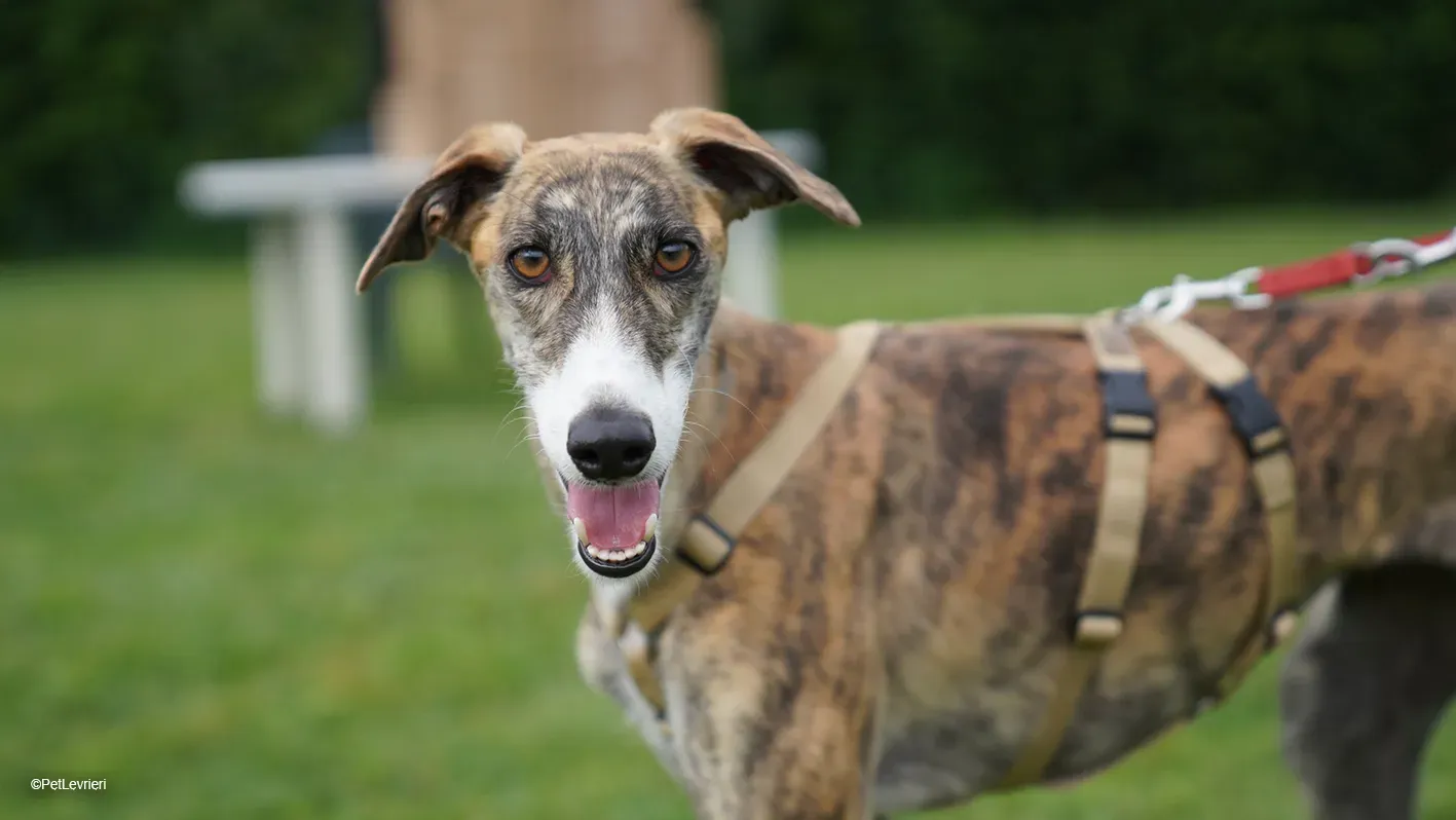 Luce galgo femmina tigrata arrivo 24