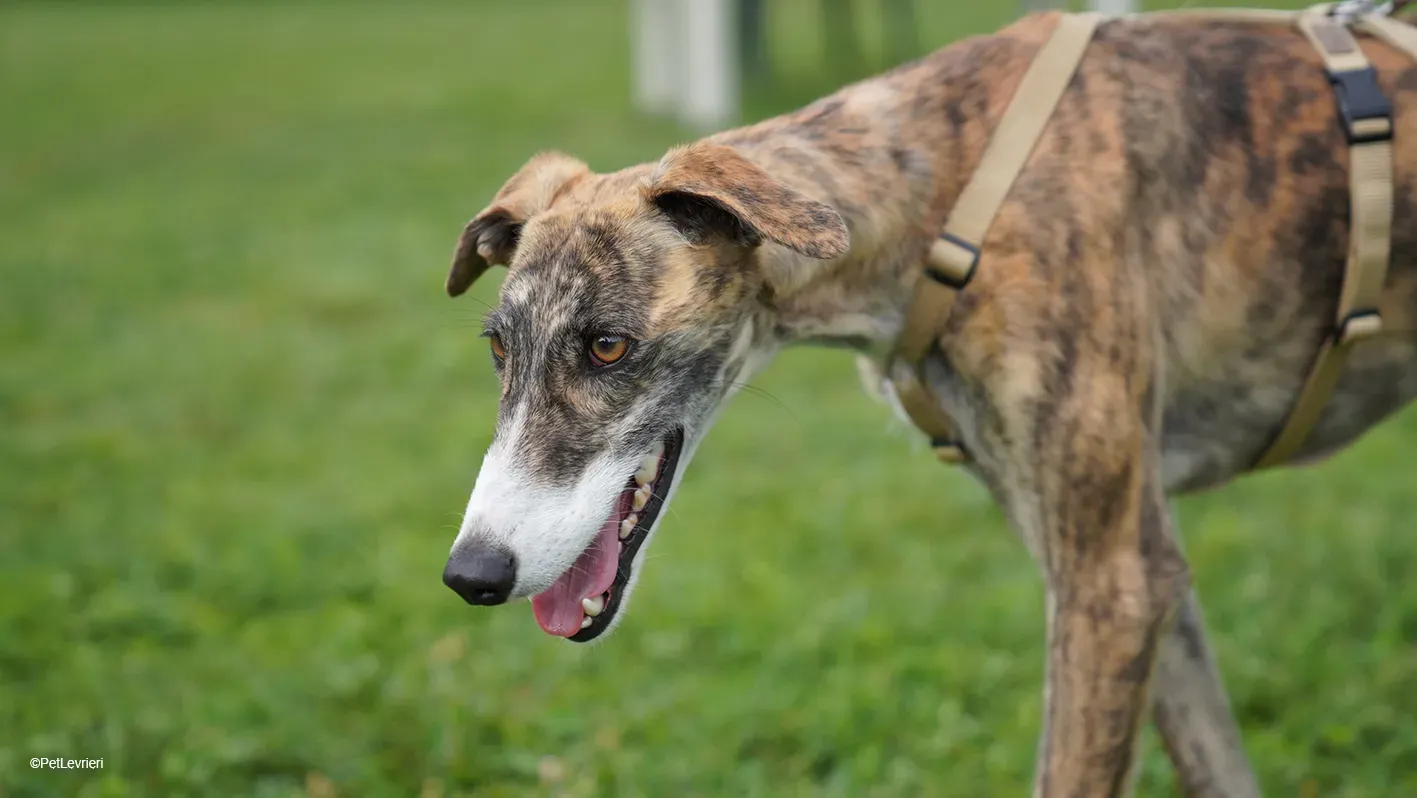 Luce galgo femmina tigrata arrivo 26