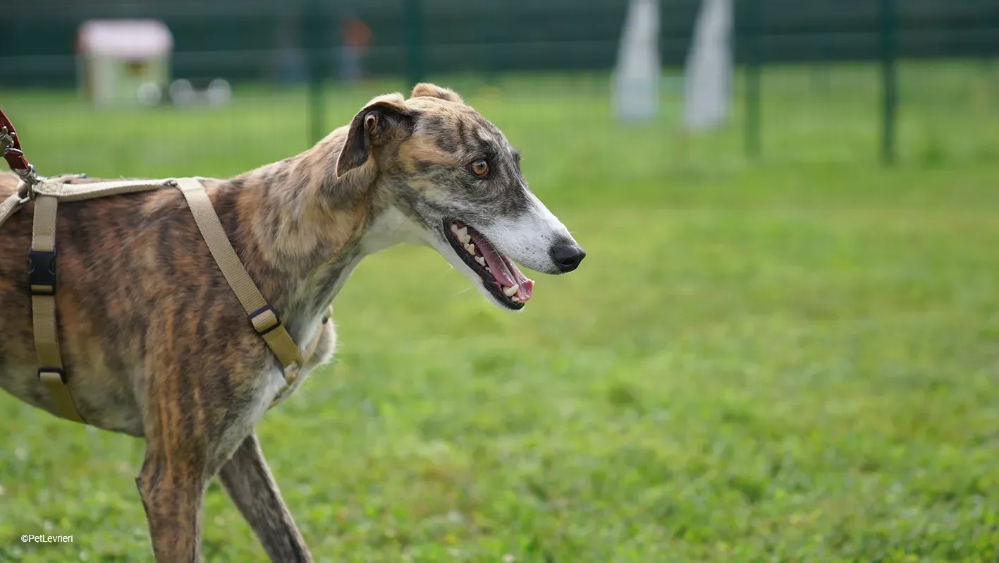 Luce galgo femmina tigrata arrivo 28
